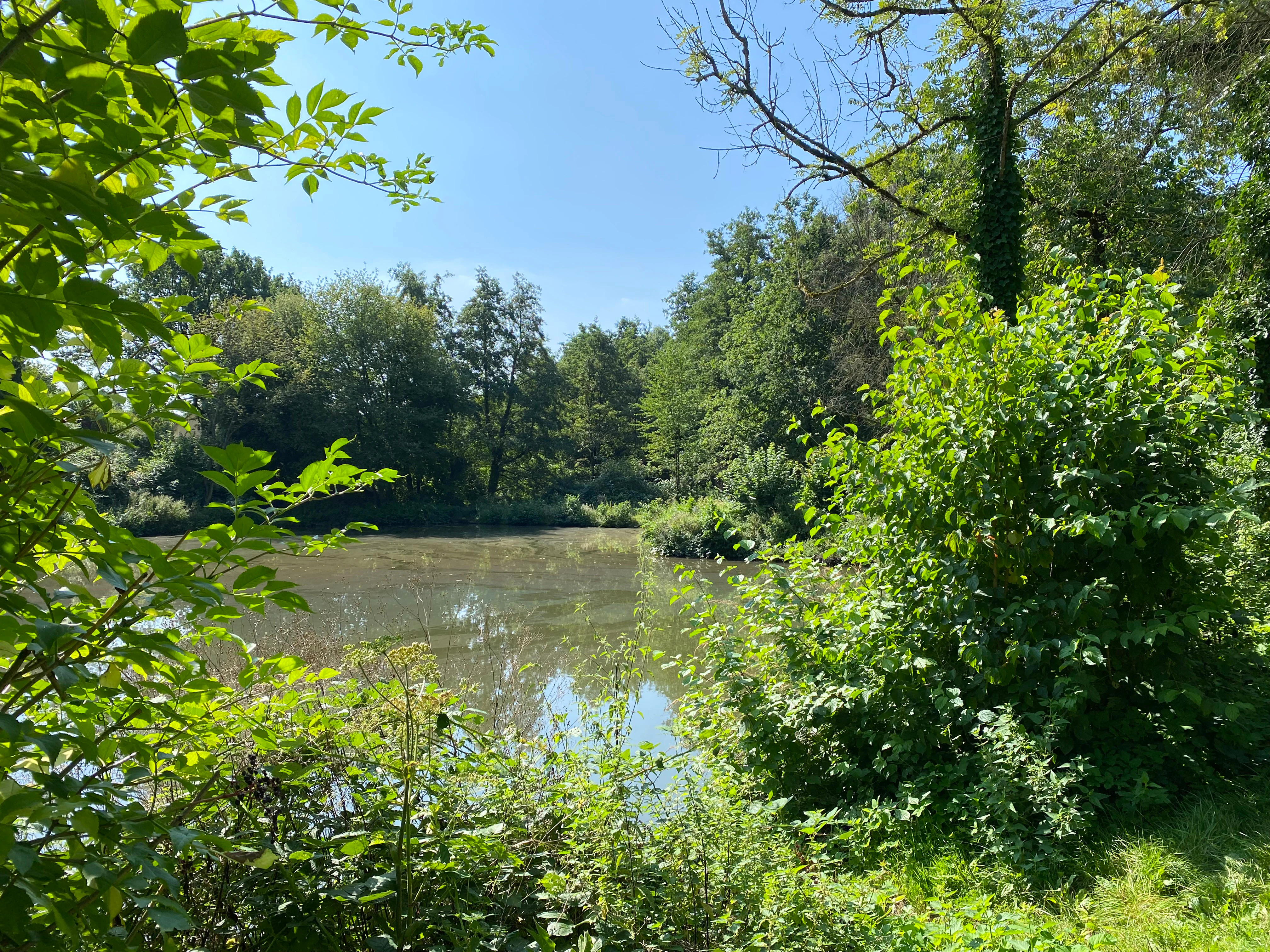 A small pond framed by green leafy trees and bushes on a sunny day in the Laubachtal valley.