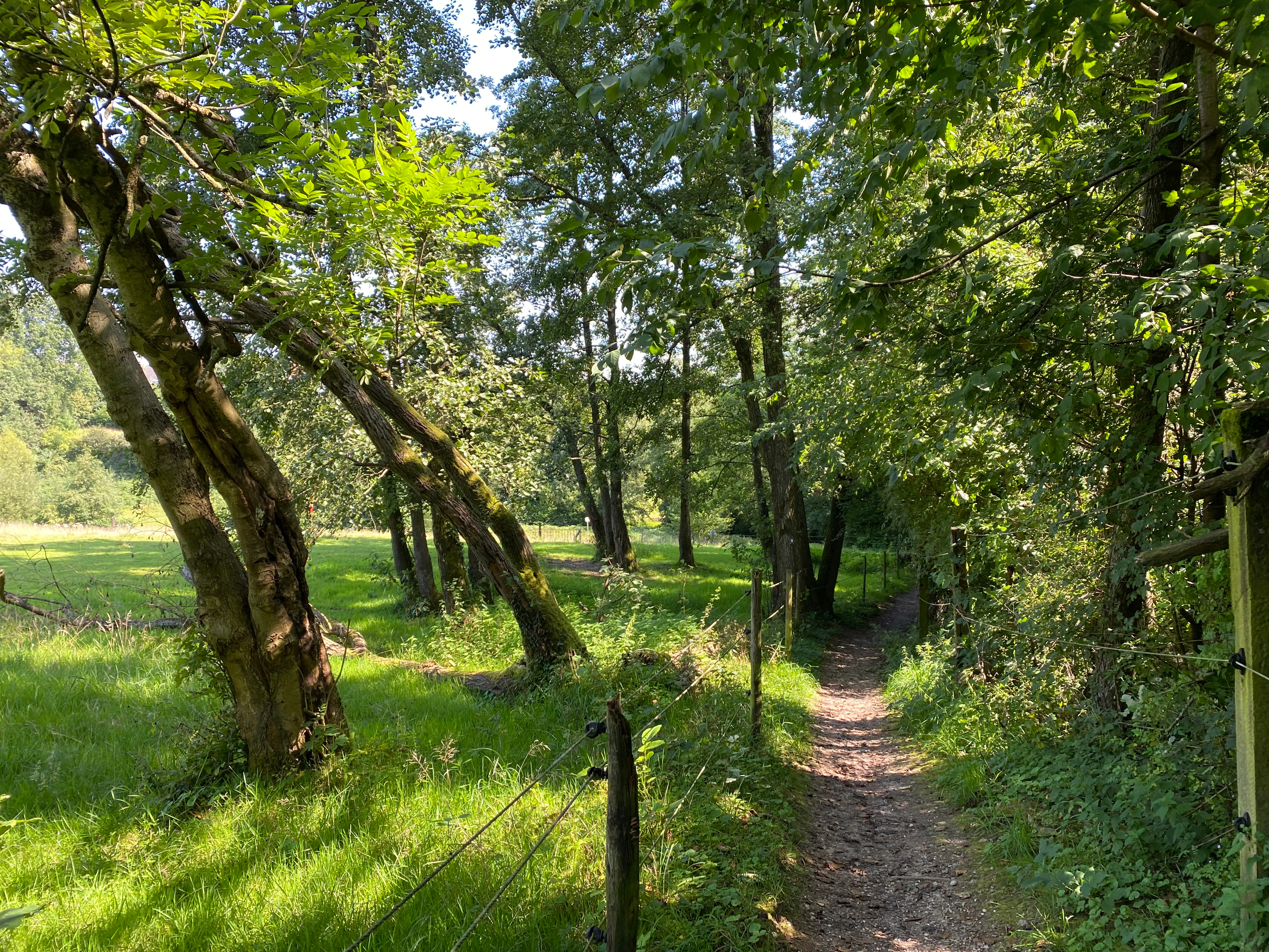 A narrow dirt trail leads into a wooded area bordering a grassy meadow in the Laubachtal nature reserve.