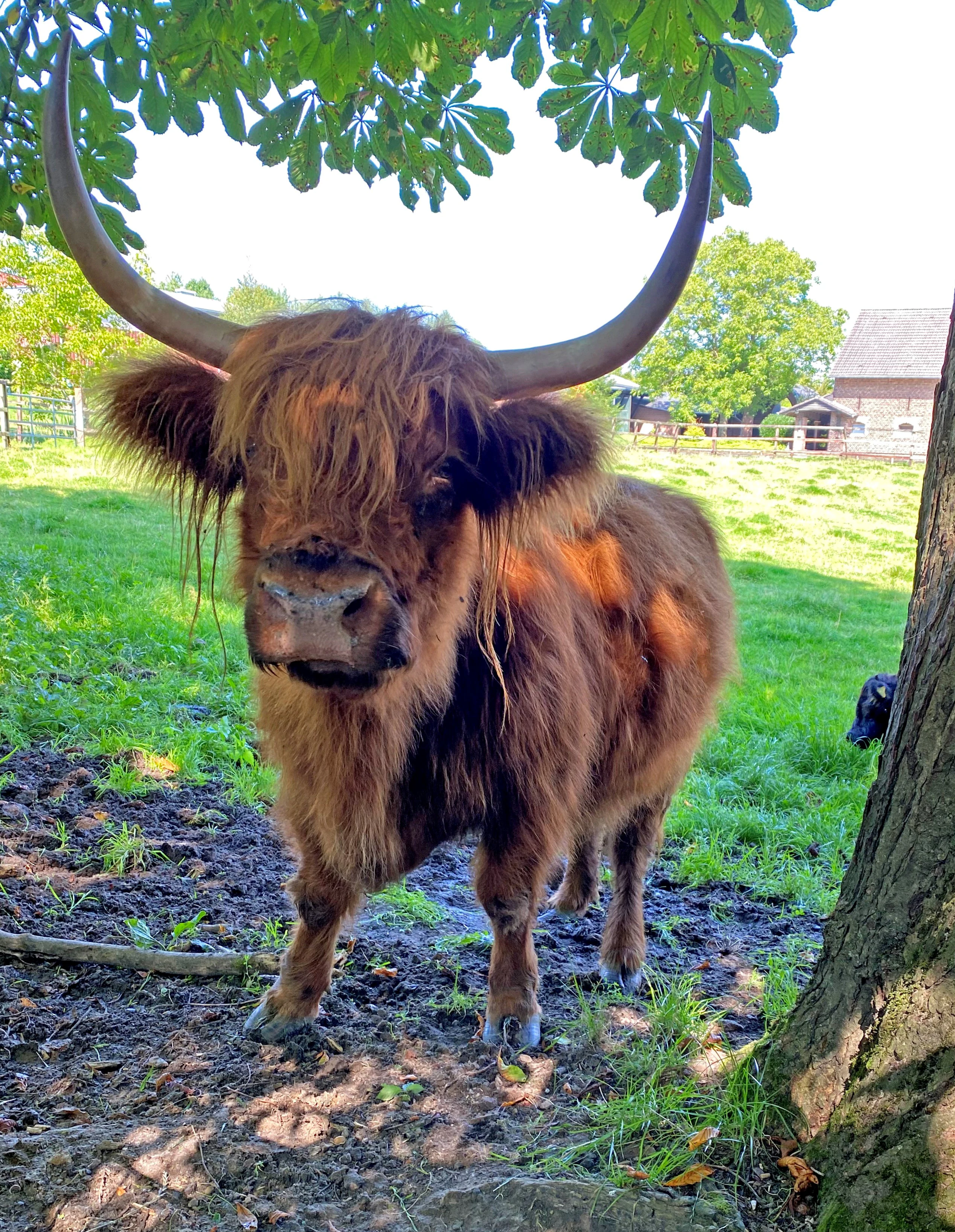 A close-up portrait of a shaggy Scottish Highland cow with long curved horns, standing on muddy ground beneath the canopy of a tree in a sunny pasture.