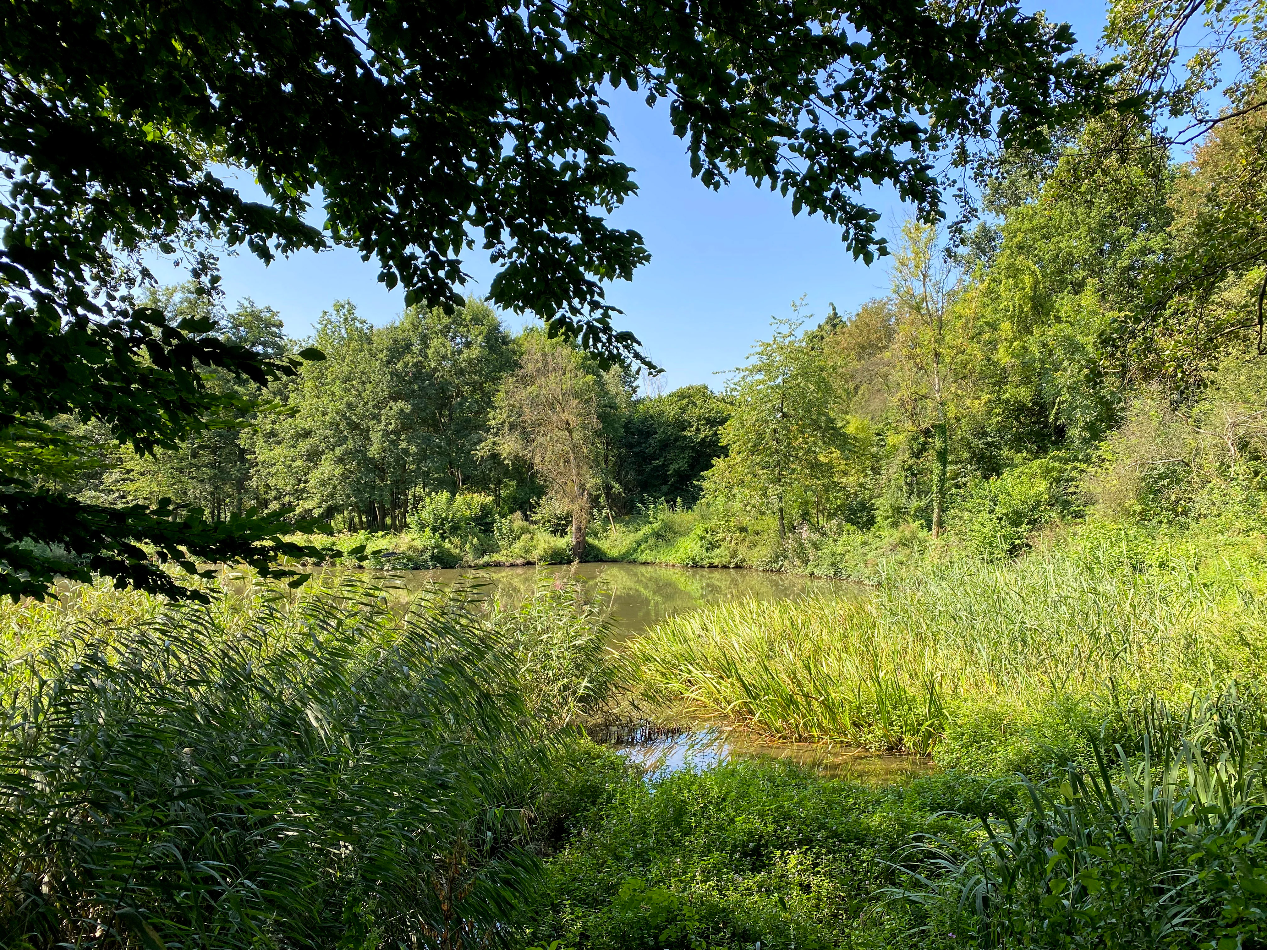 A small pond framed by tall reeds and lush green trees under a clear blue sky in a nature reserve.