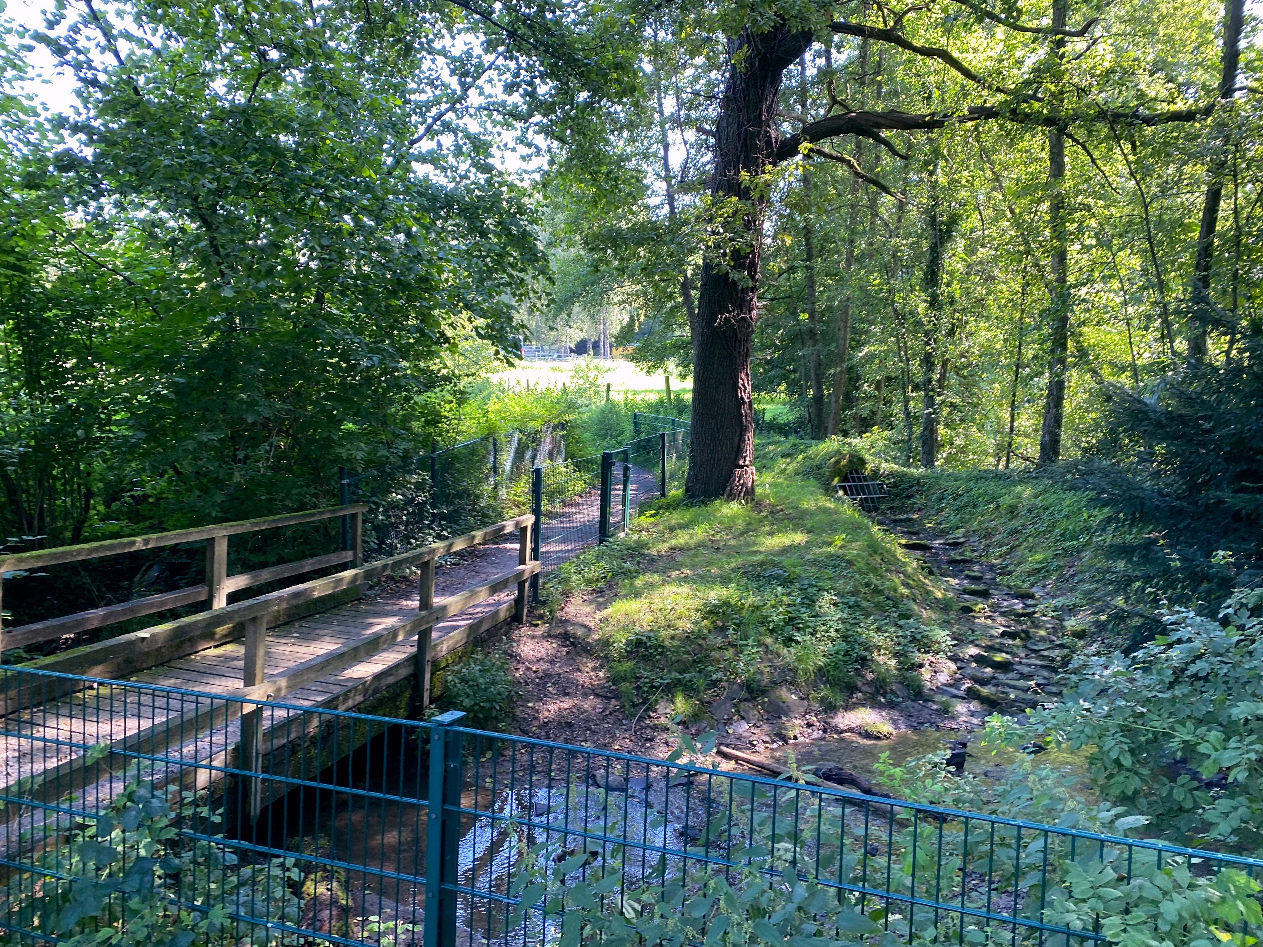 A wooden footbridge with a green metal railing crosses a small stream in a shaded forest area, with a larger tree trunk standing prominently on the bank.