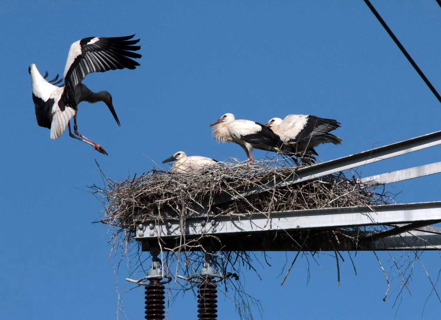 A white stork landing in a large twig nest built on a metal utility structure, with three other storks already sitting in the nest against a clear blue sky.