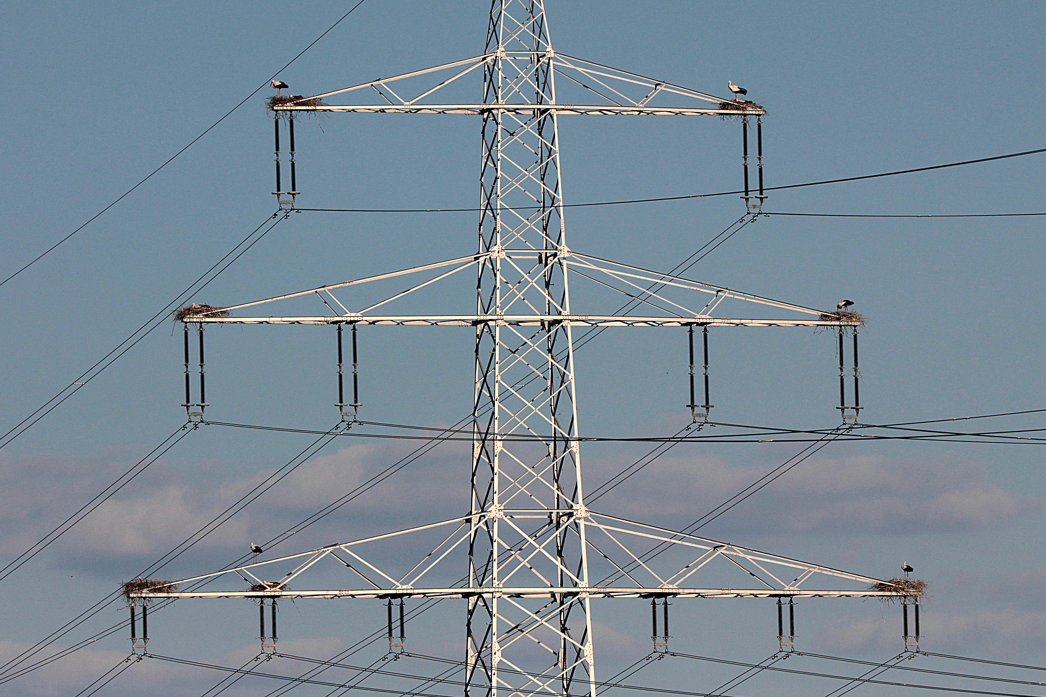 A large metal electrical pylon with multiple stork nests built on the crossarms, with adult storks visible at the nests against a clear sky.