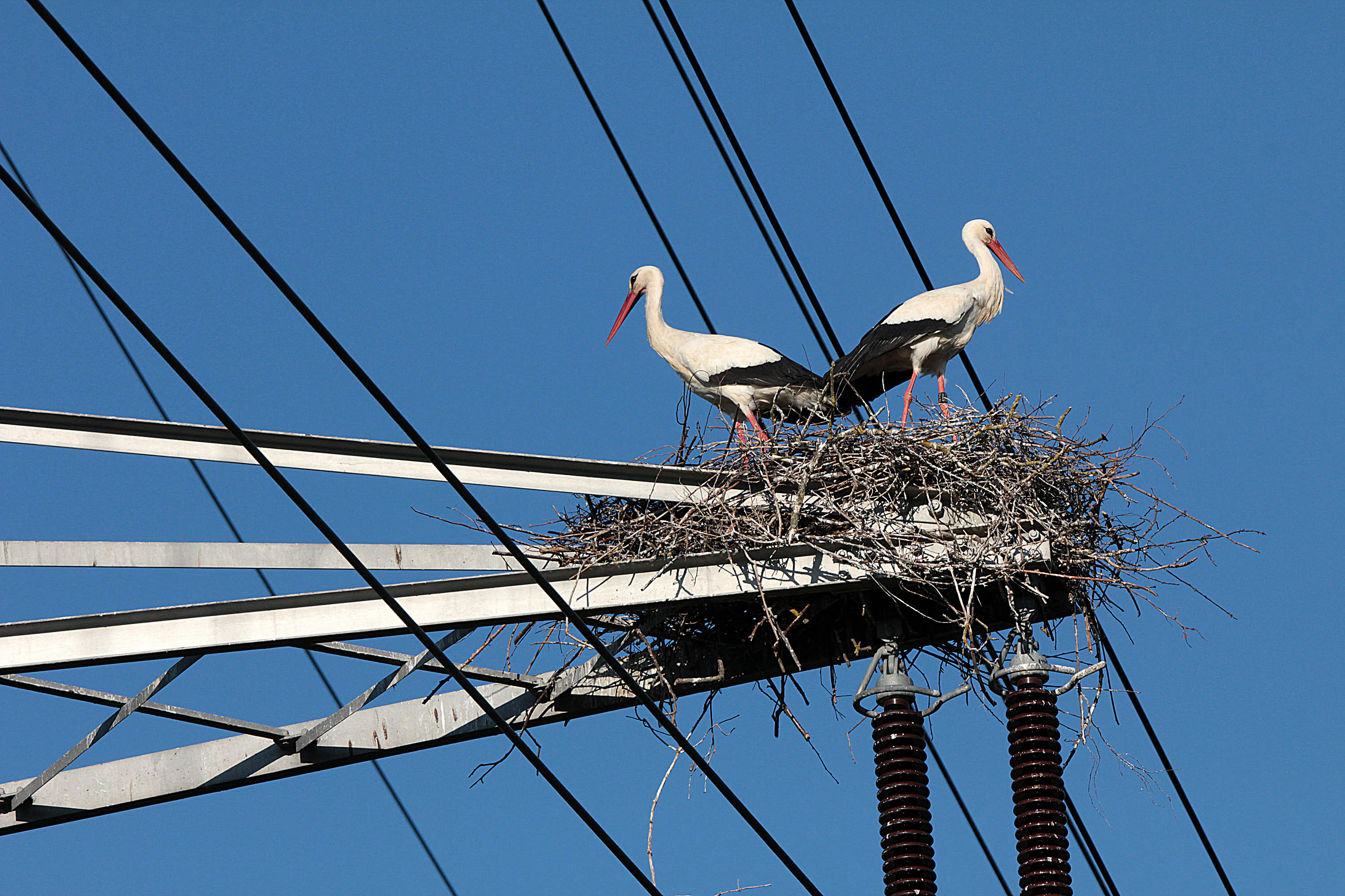 Two white storks standing in a large stick nest built on top of a metal electricity pylon against a clear blue sky.