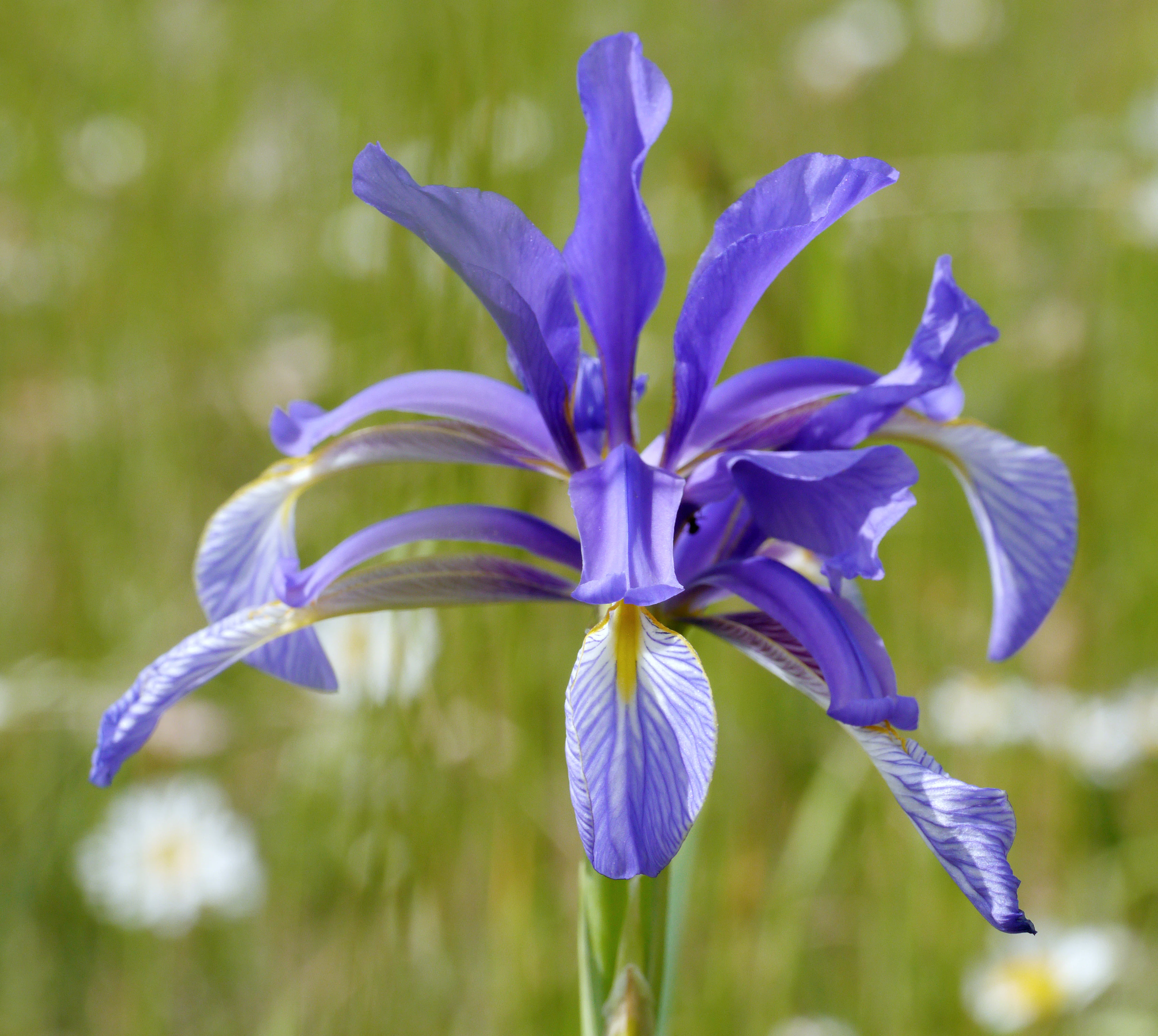 A close-up photograph of a bright purple Iris spuria flower with a yellow and white veined center against a soft-focus green meadow.
