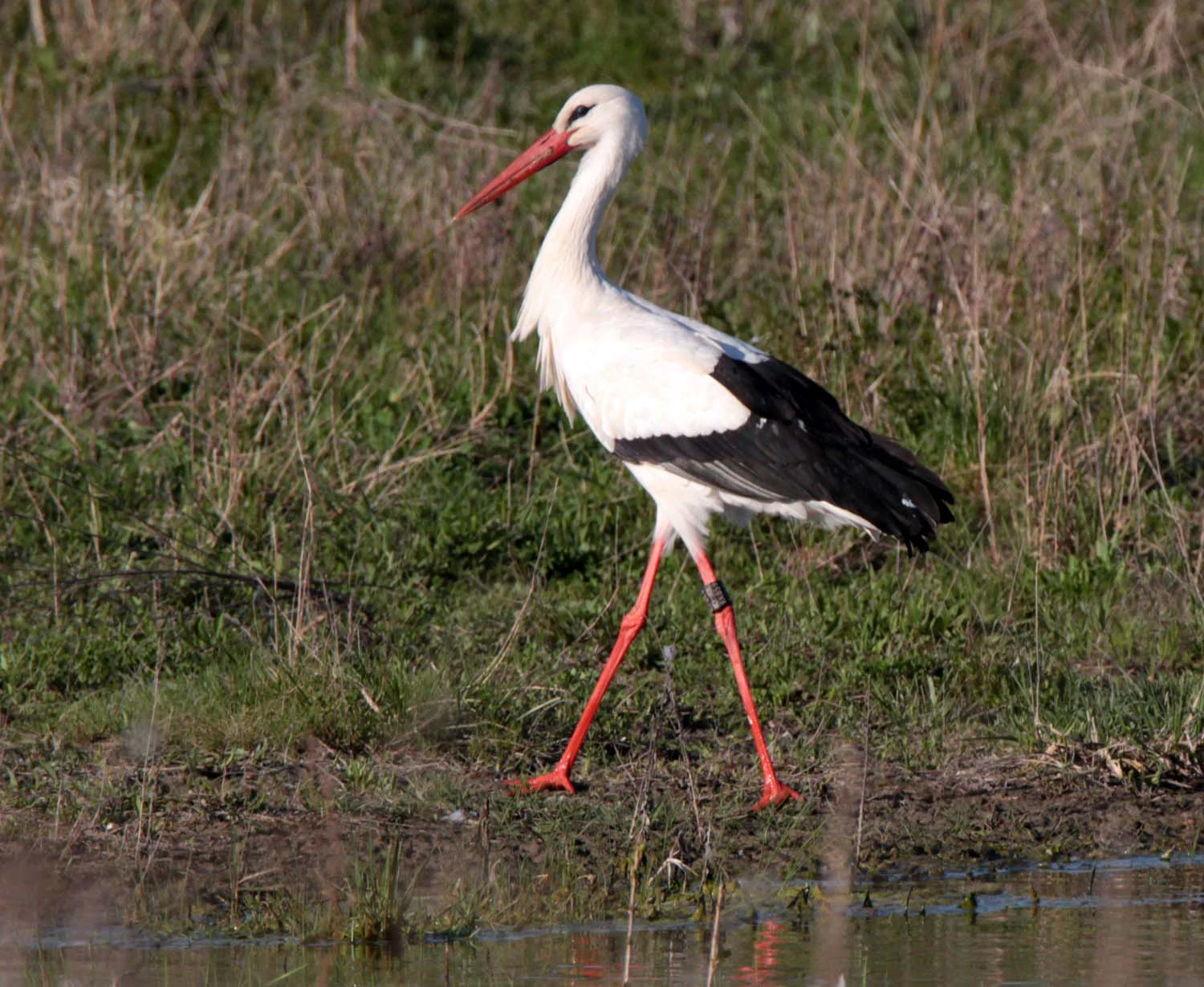 A white stork with black-tipped wings and long red legs walking through grassy marshland by the water's edge.