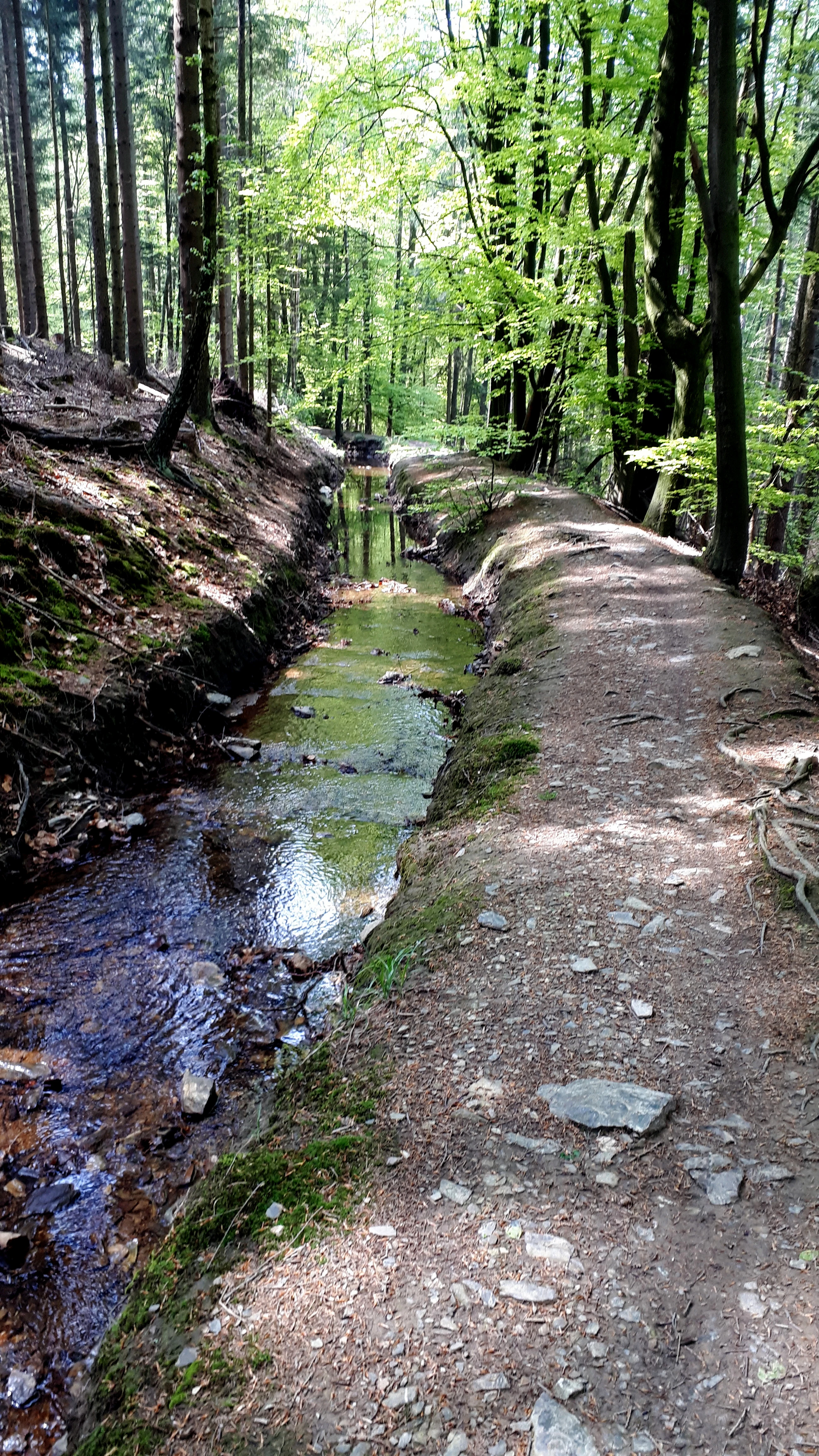 A narrow hiking trail runs along a small, clear stream through a dense deciduous forest in North Rhine-Westphalia.