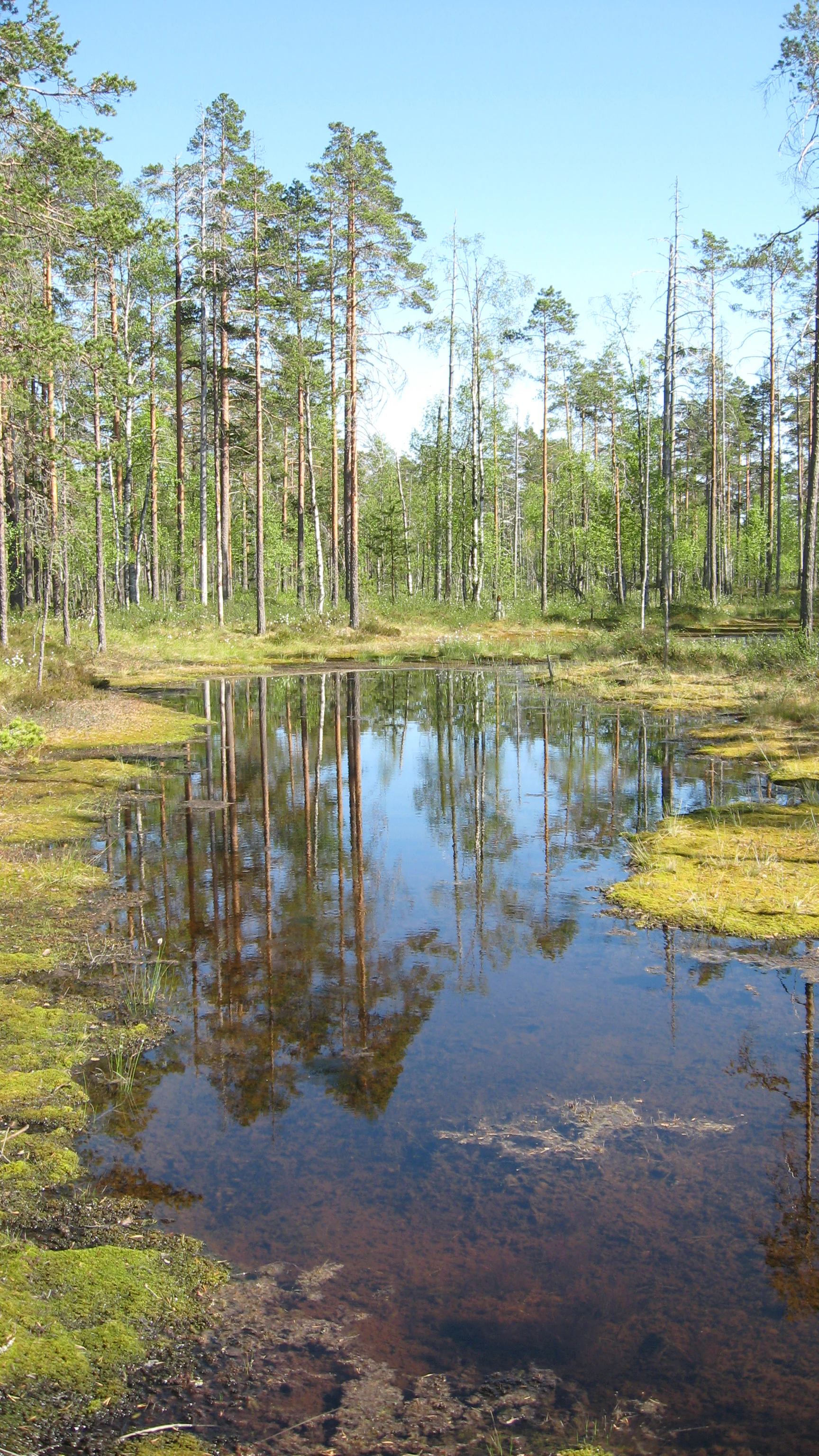 Small pond with clear water reflecting tall pine trees, surrounded by mossy vegetation and forest