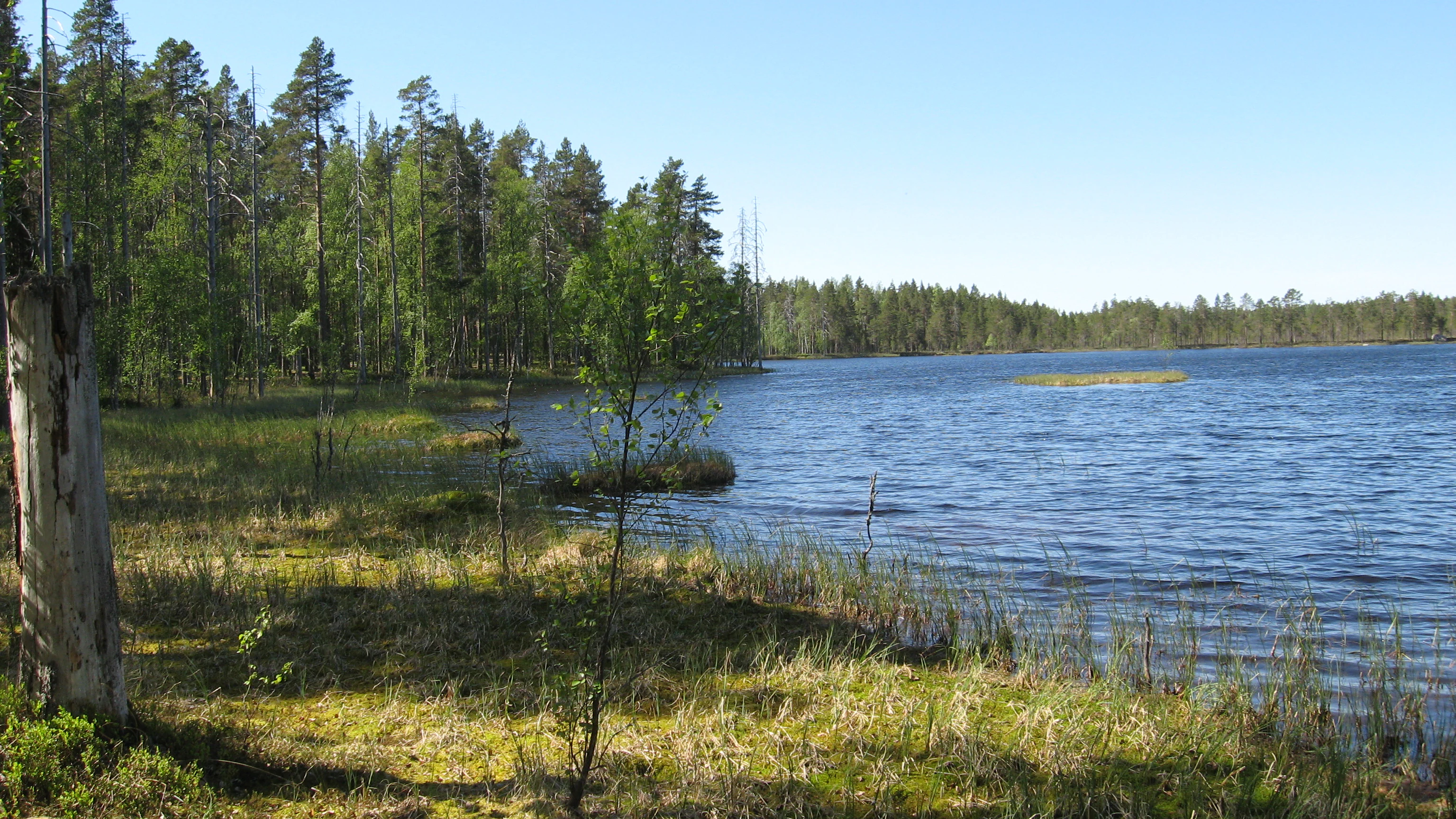 Pine forest shoreline with Spitaalijärvi lake, grassy and mossy areas, tall pine trees, and clear blue sky