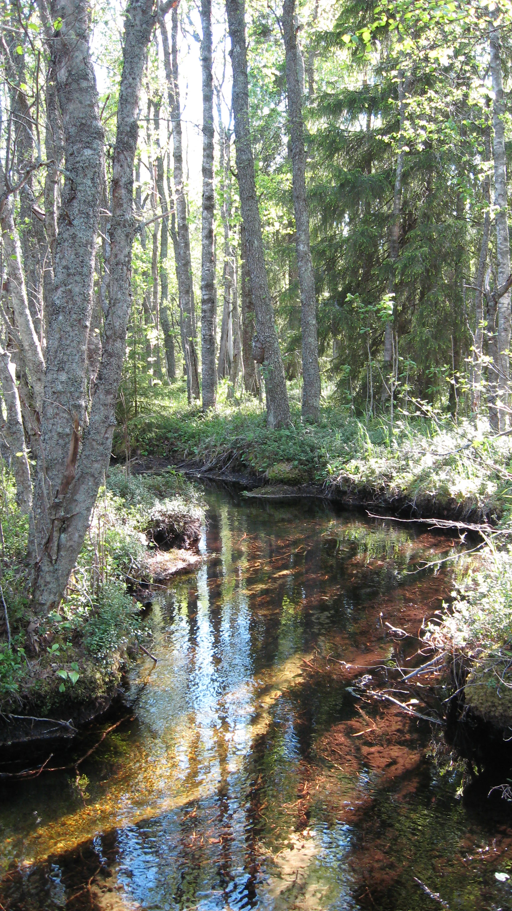 A small stream surrounded by tall pine trees and green vegetation in a forest setting