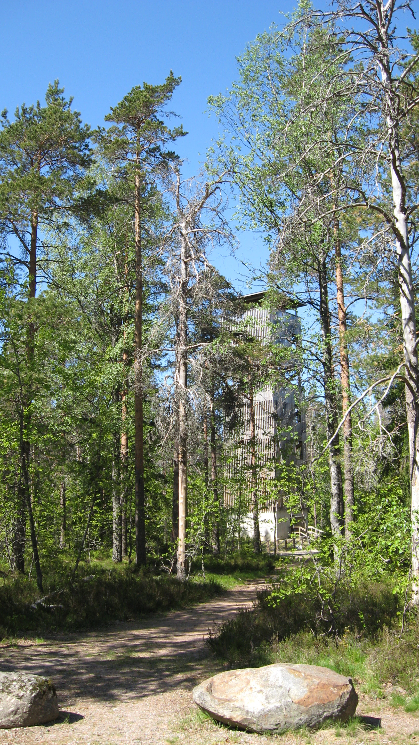 Pine forest with dirt trail leading to observation tower, large rock in foreground, clear blue sky