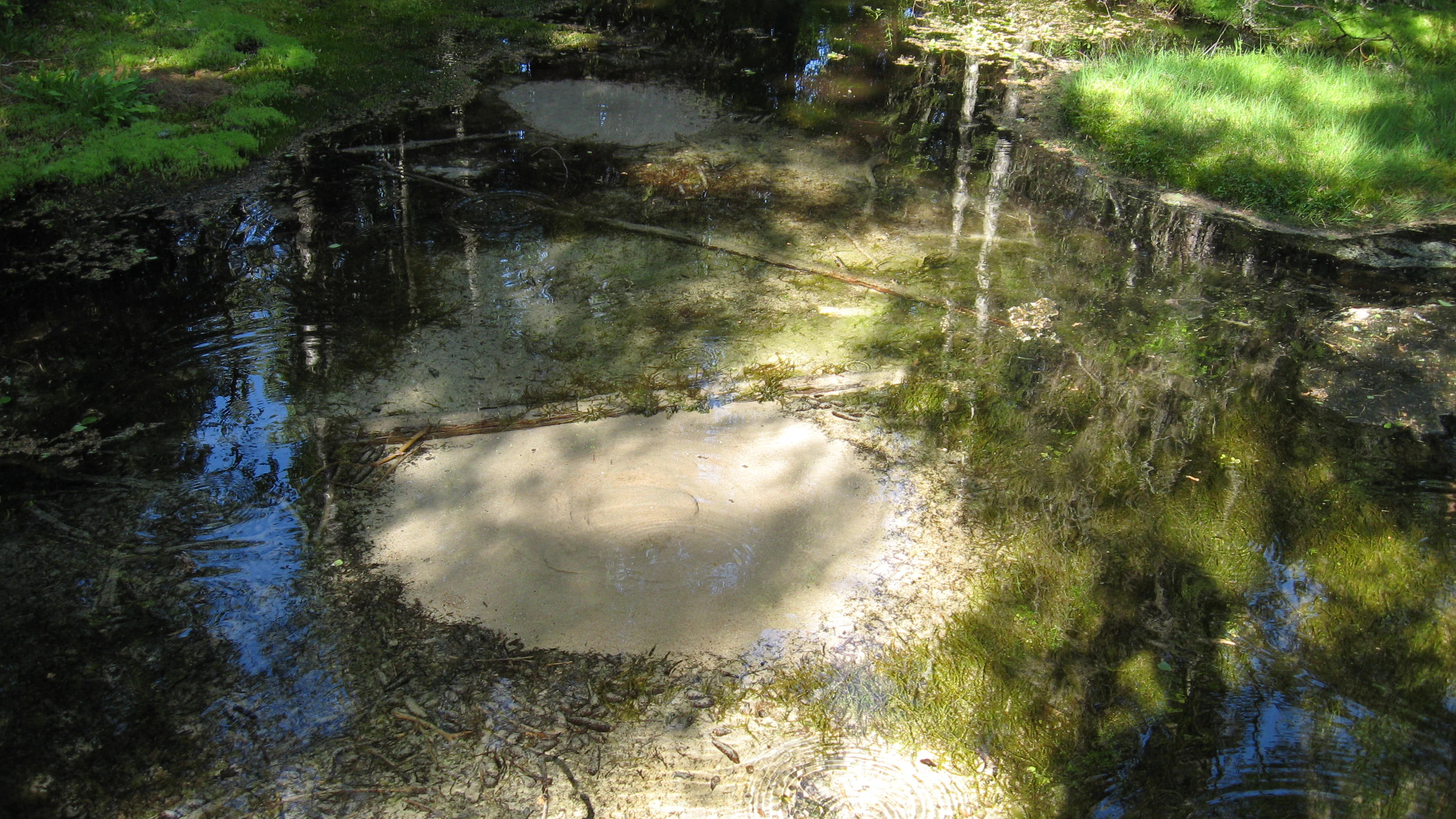 A spring with clear water surrounded by rocks and green vegetation, reflecting trees