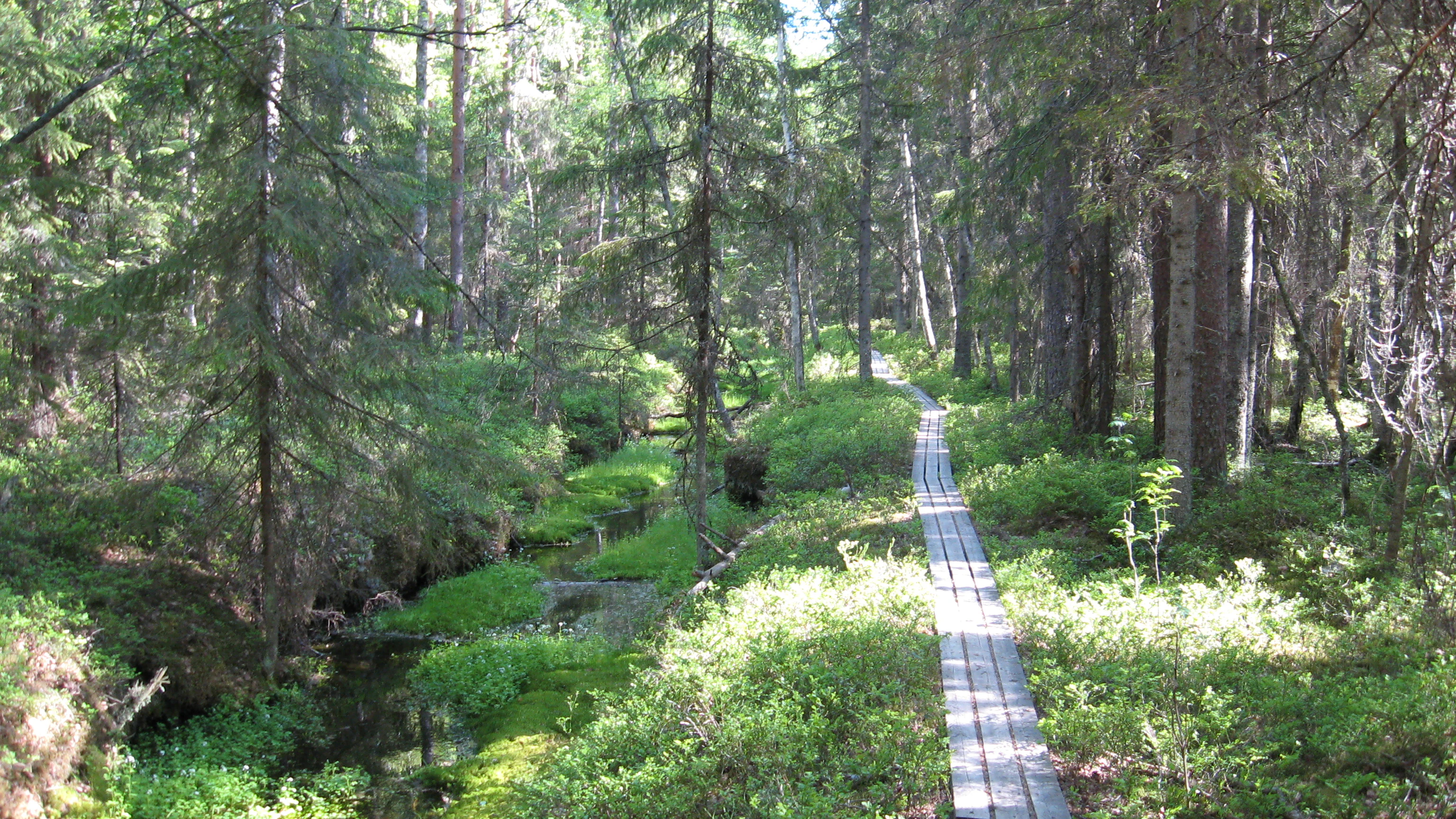 Wooden boardwalk path through a forest with tall pine trees and green undergrowth.