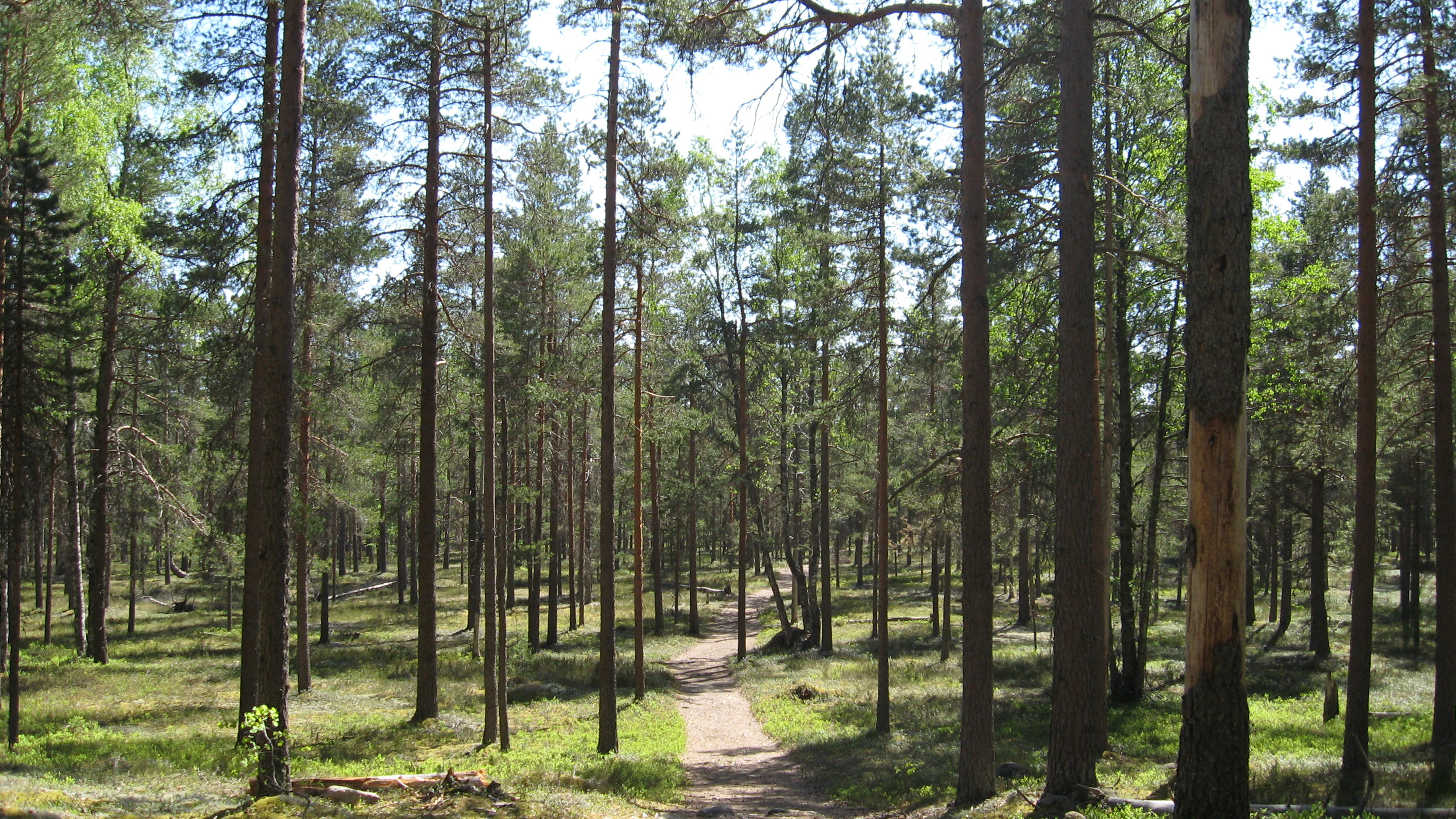 A forest path surrounded by tall pine trees in Lauhanvuori National Park with sunlight filtering through the canopy