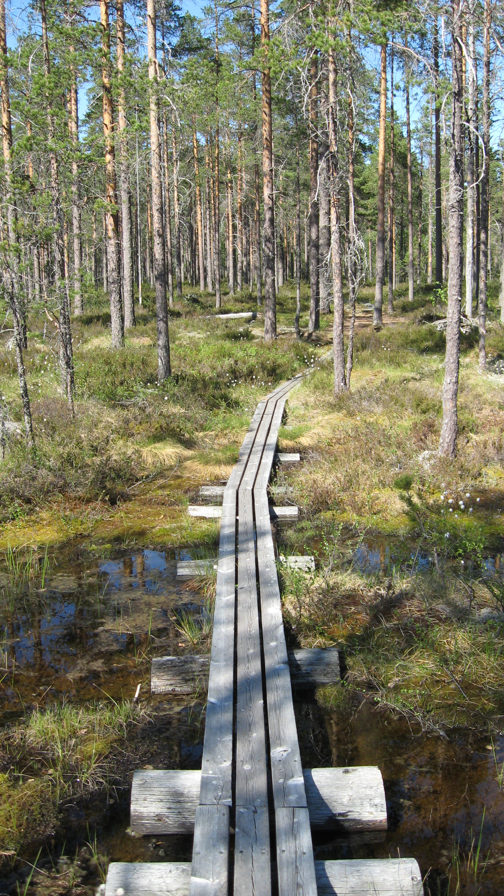 Wooden boardwalk over a wetland area with pine trees and water pools