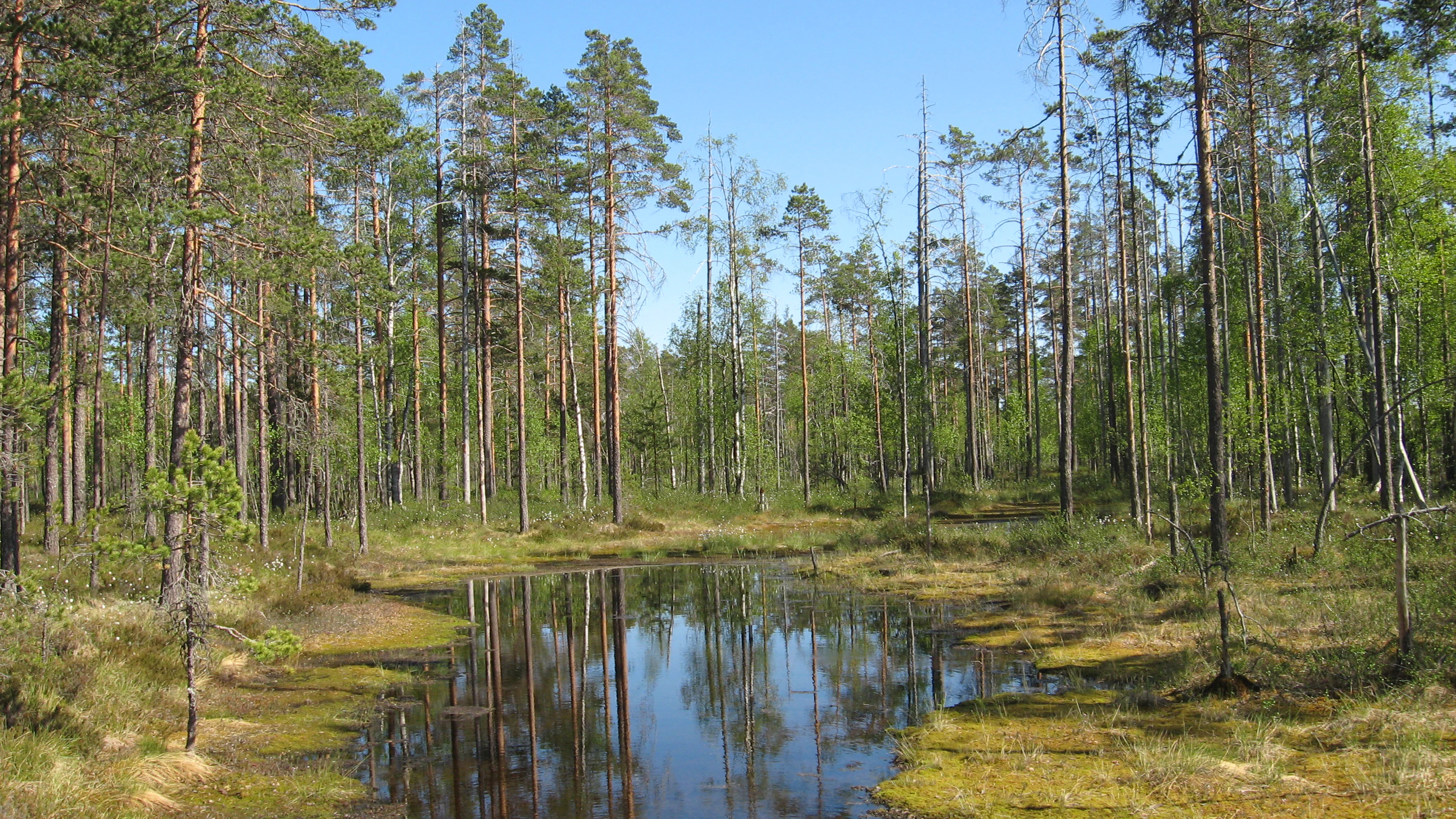 Small bog lake reflecting pine trees under clear blue sky with mossy ground around water