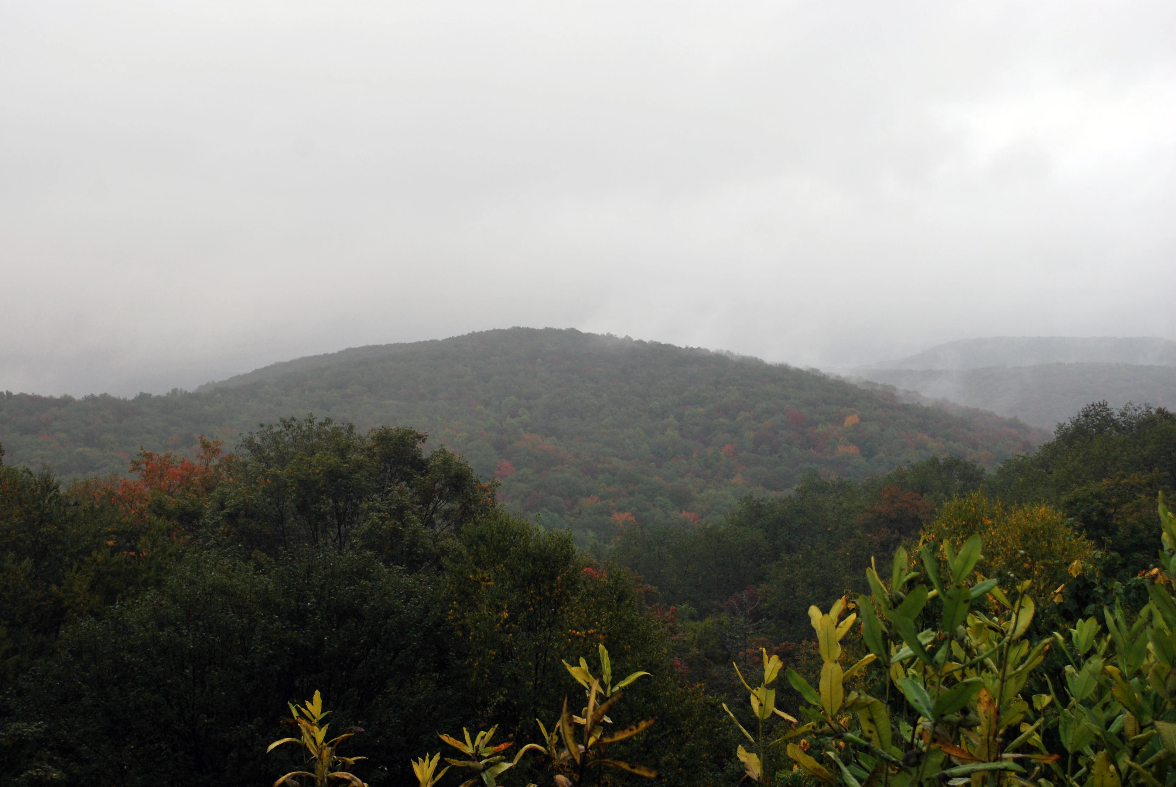 A misty landscape view of forested mountain hills with autumn foliage, seen from an overlook with shrubs in the foreground