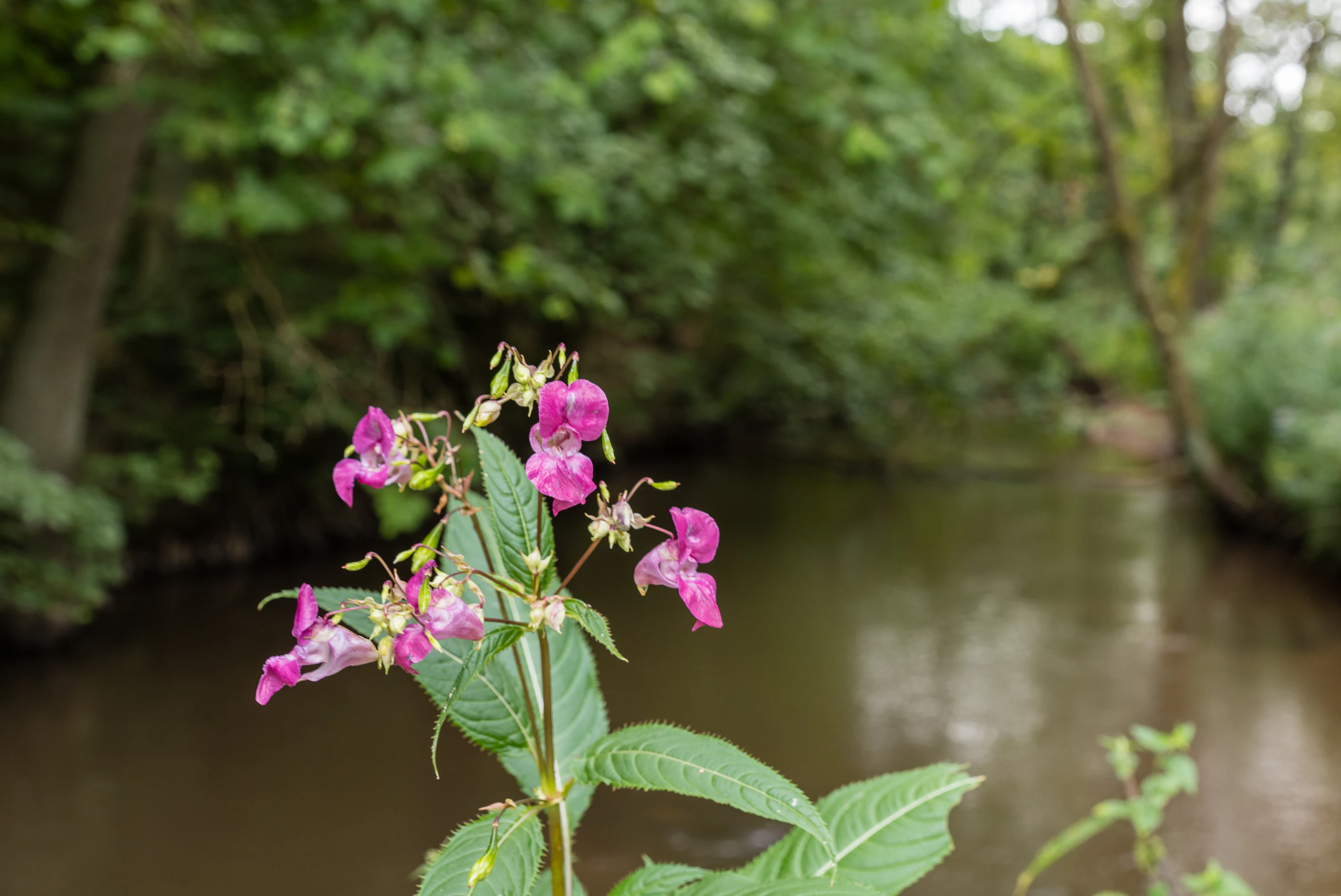 Primer plano de flores de bálsamo del Himalaya de color rosa brillante con hojas verdes, sobre un fondo desenfocado de un río caudaloso y árboles.