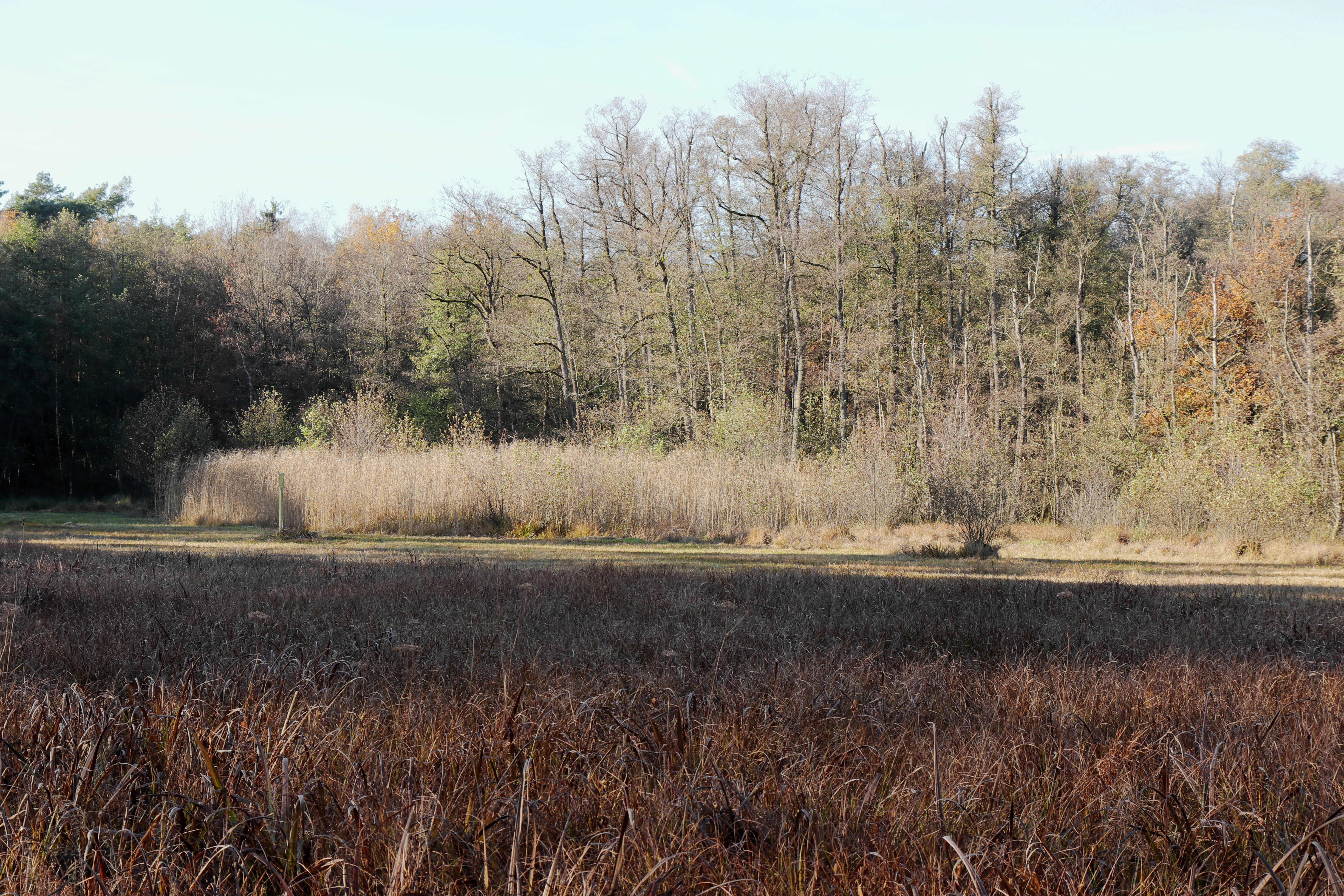 A wide view of a marshy fen area with dry grasses in the foreground, transitioning to a belt of reeds and a dense forest in the background.