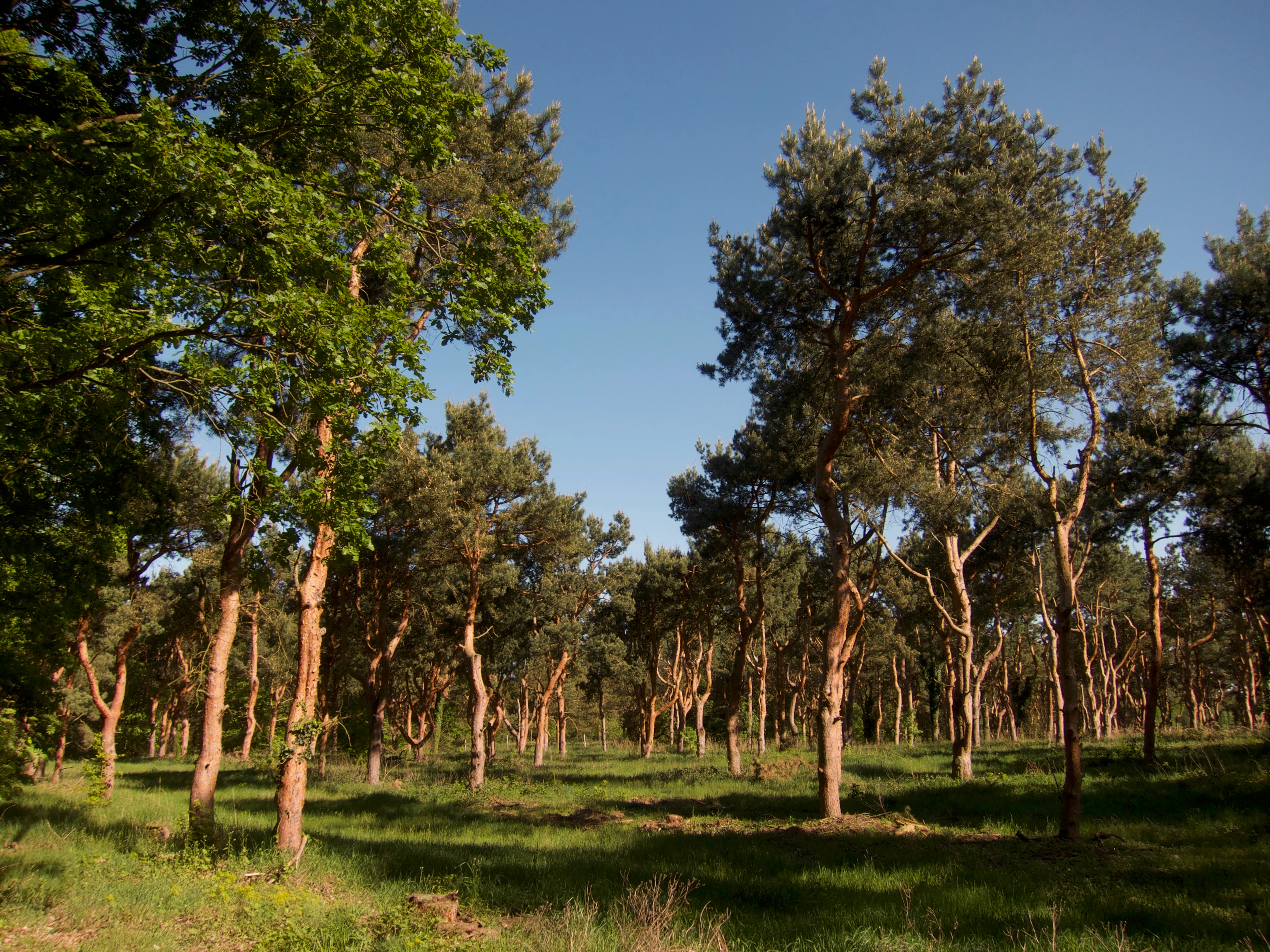 A sunny forest scene featuring thin pine trees with orange-brown bark scattered across a grassy floor under a clear blue sky.