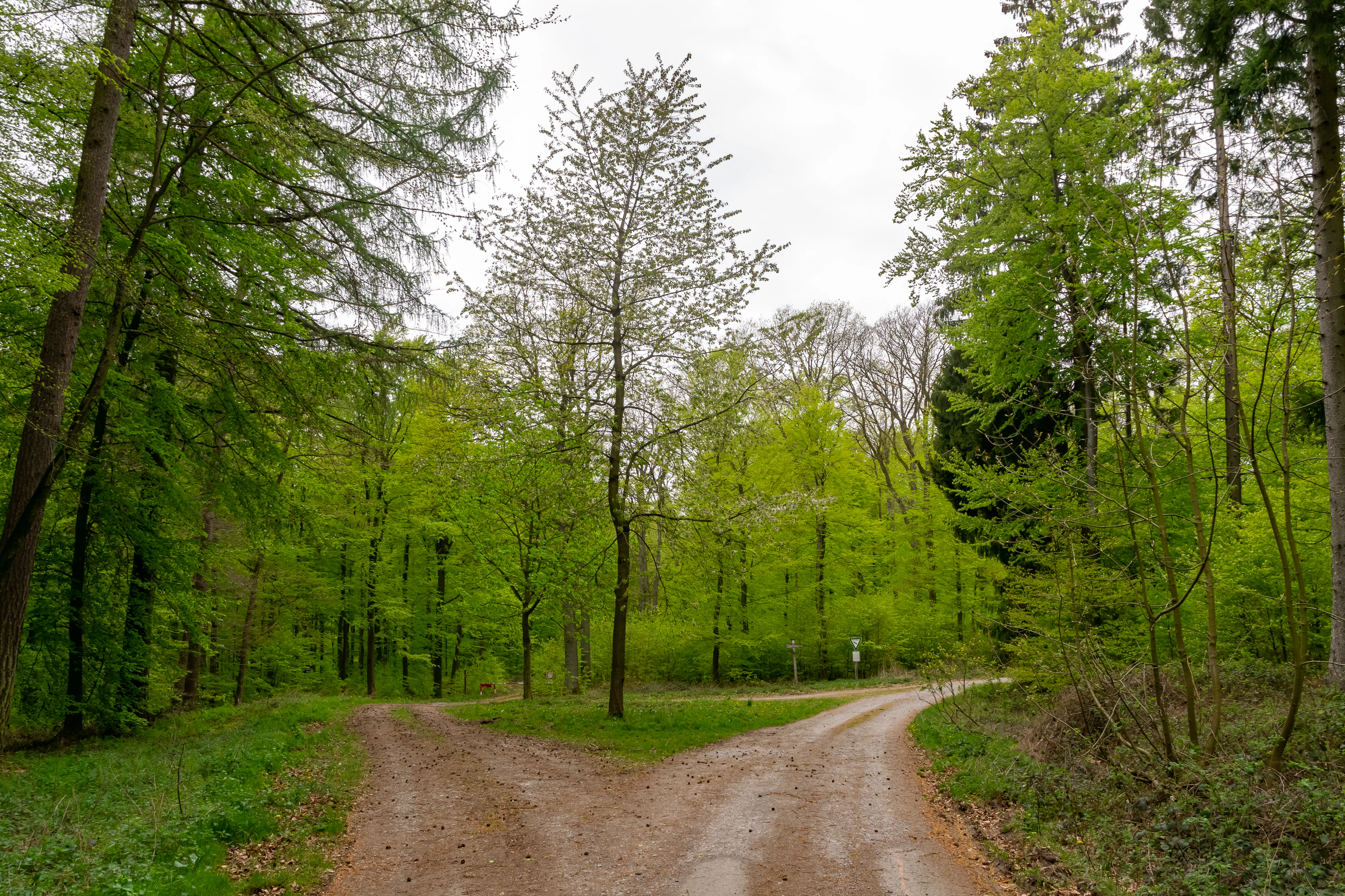 A fork in a gravel forest trail surrounded by vibrant green deciduous trees in spring.