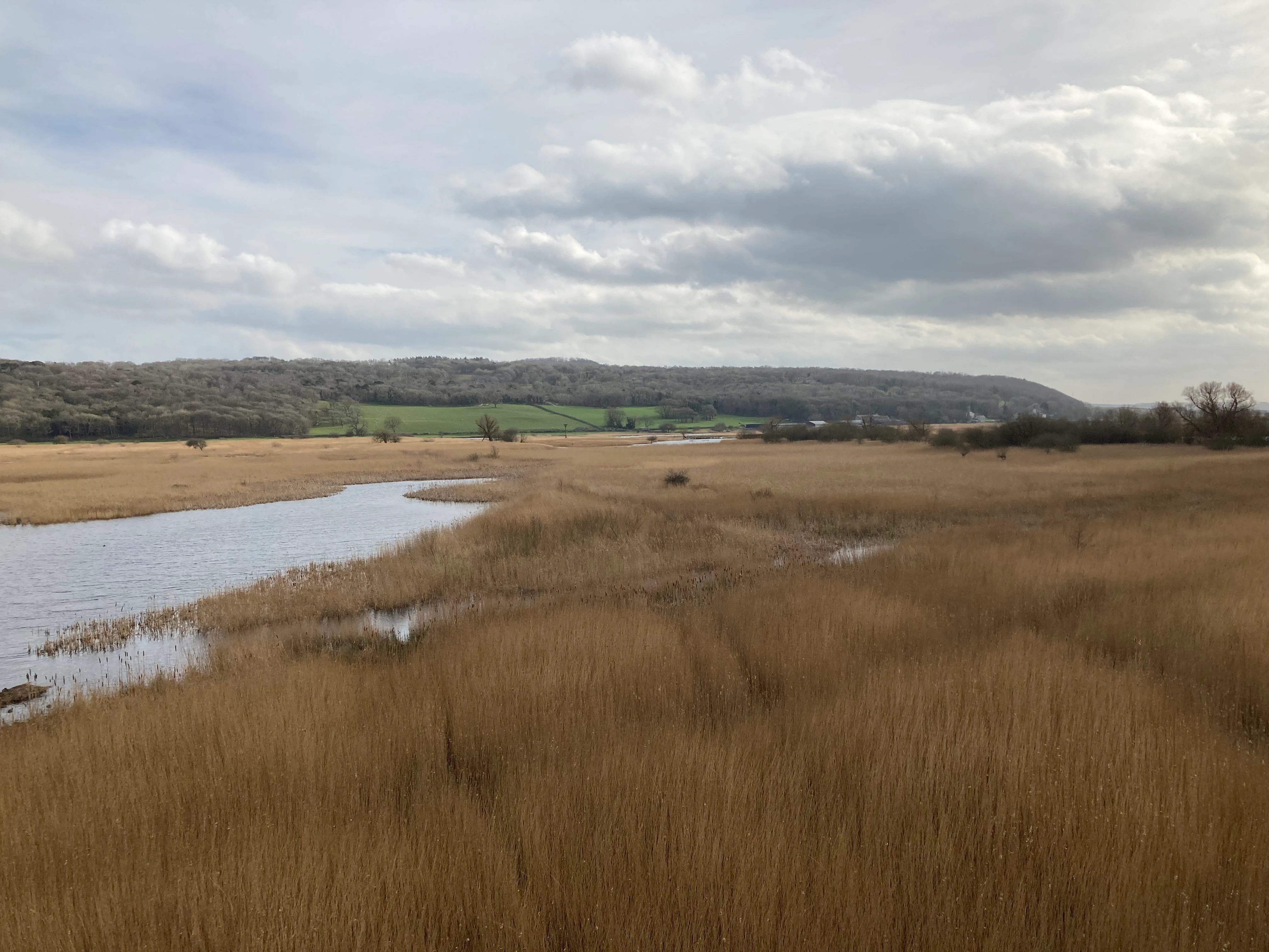 Wide shot of a golden-brown wetland landscape featuring dense reed beds and narrow water channels under a cloudy sky.