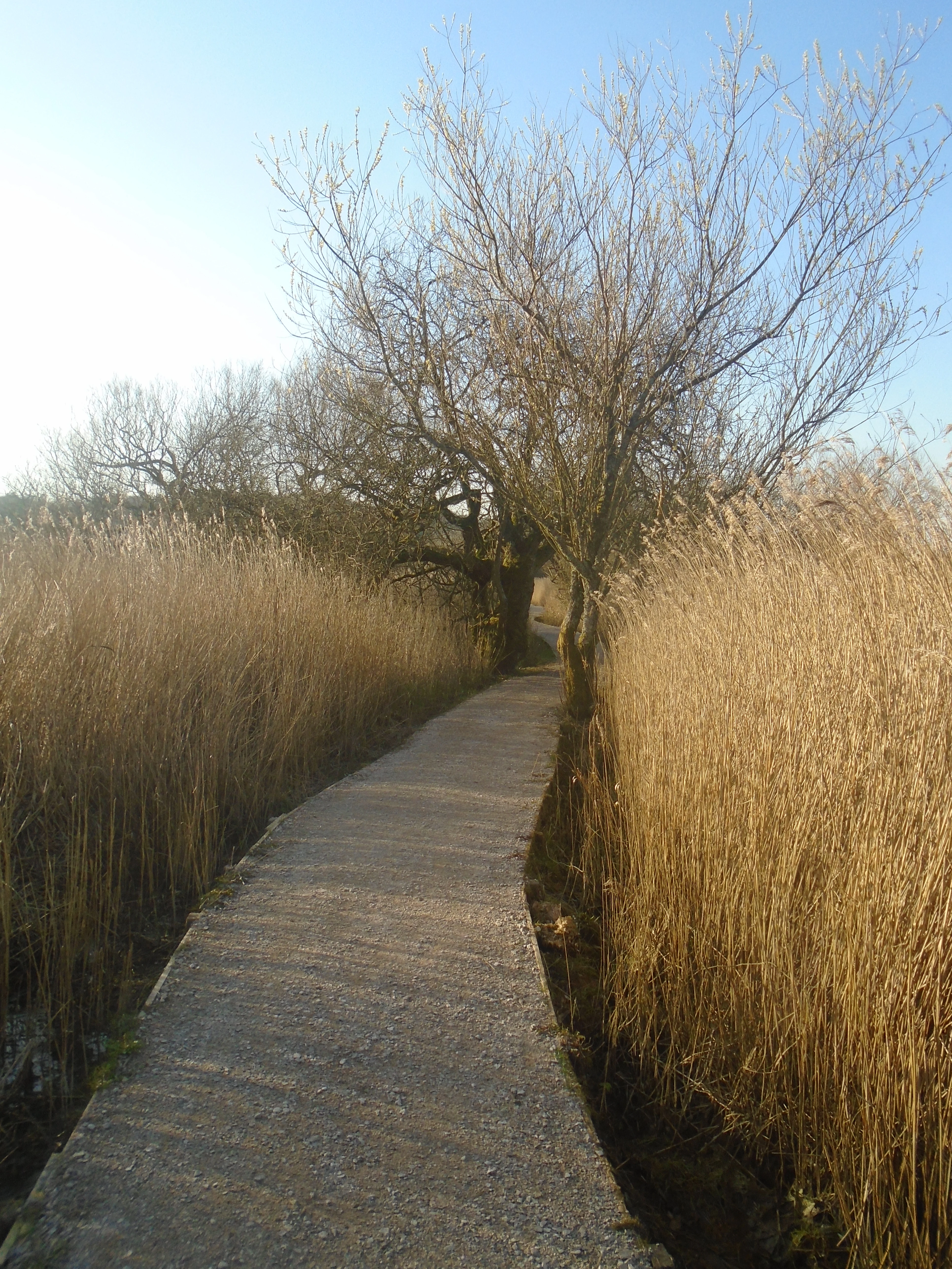 A narrow gravel path leading forward through dense, dry reed beds with a bare tree arching over the center.