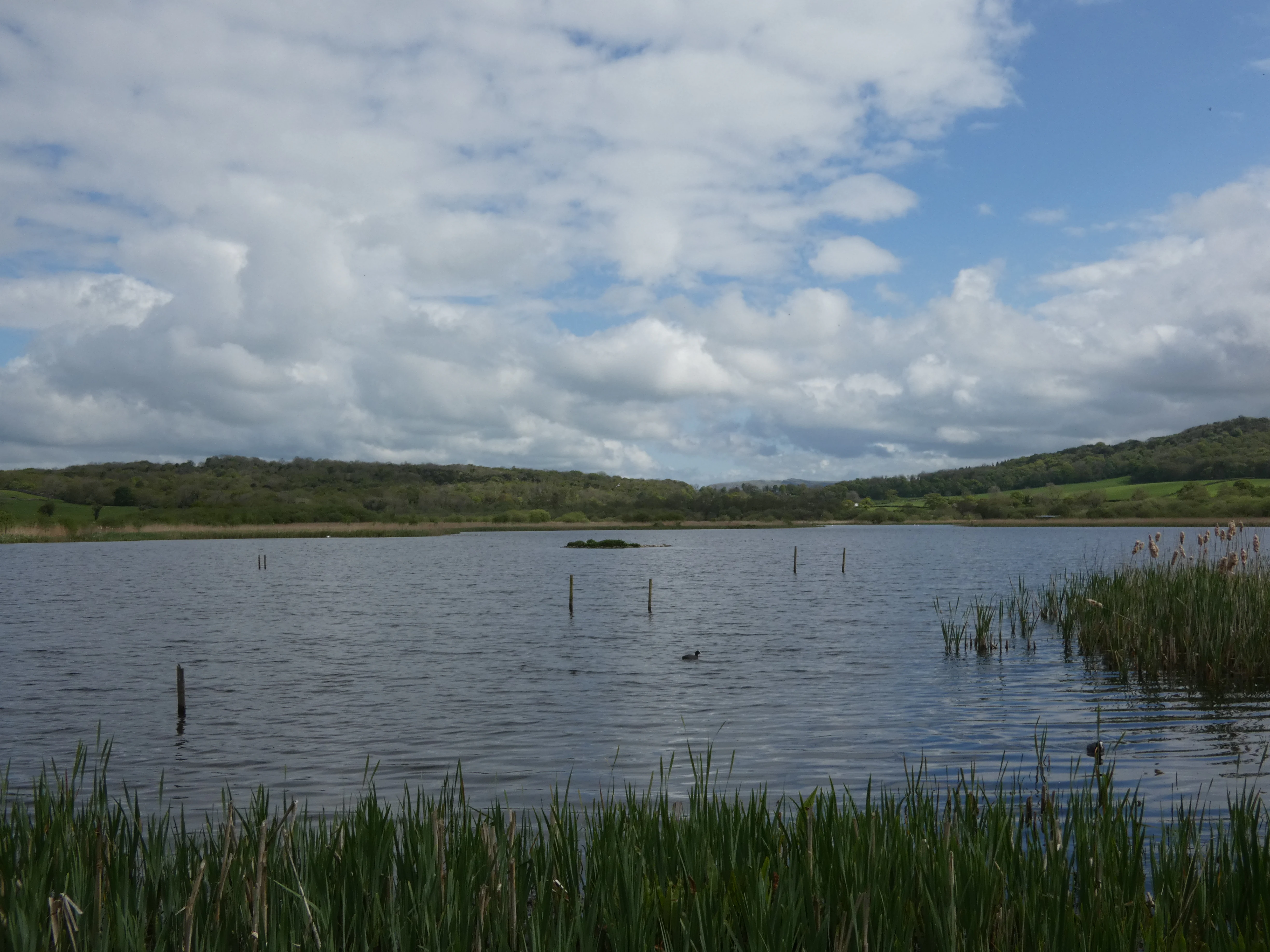A wide view of a calm lake in Leighton Moss with green reeds in the foreground and low hills in the distance under a cloudy sky.