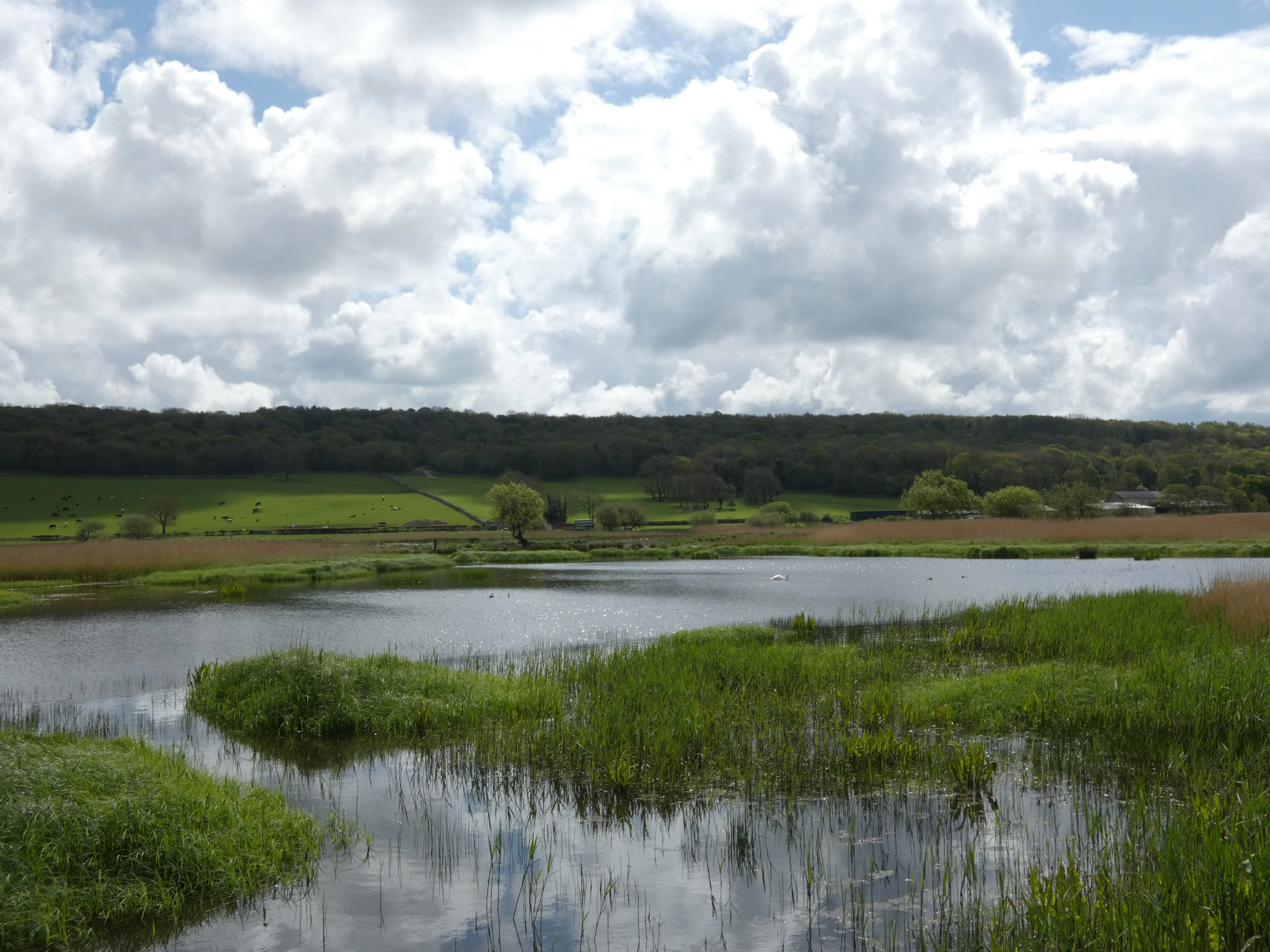 A peaceful landscape view of a reed-fringed pond at Leighton Moss, with green fields and a wooded ridge under a cloudy sky.