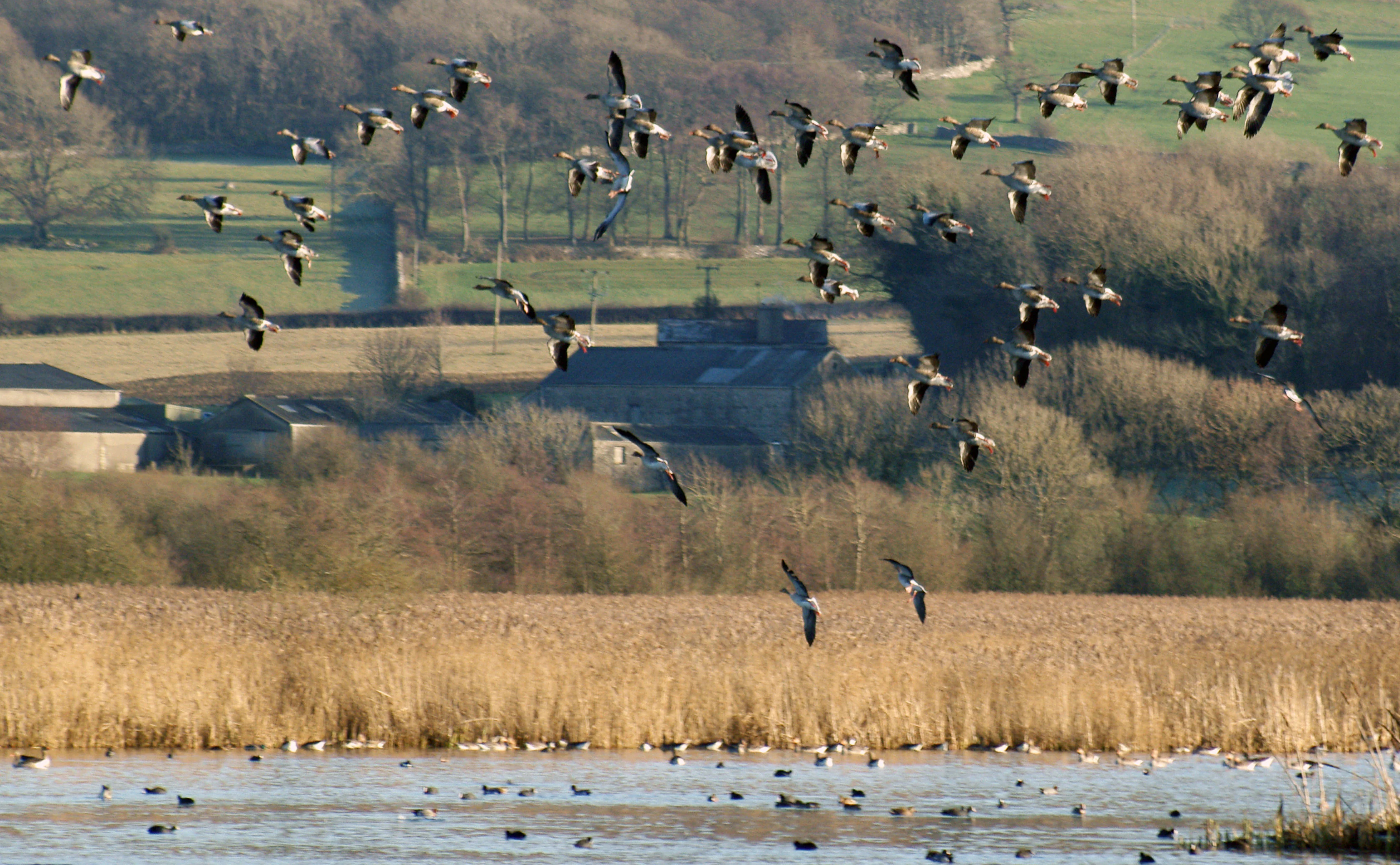 A large flock of geese flying over a calm water body and golden-brown reed beds, with farm buildings and hills in the background.