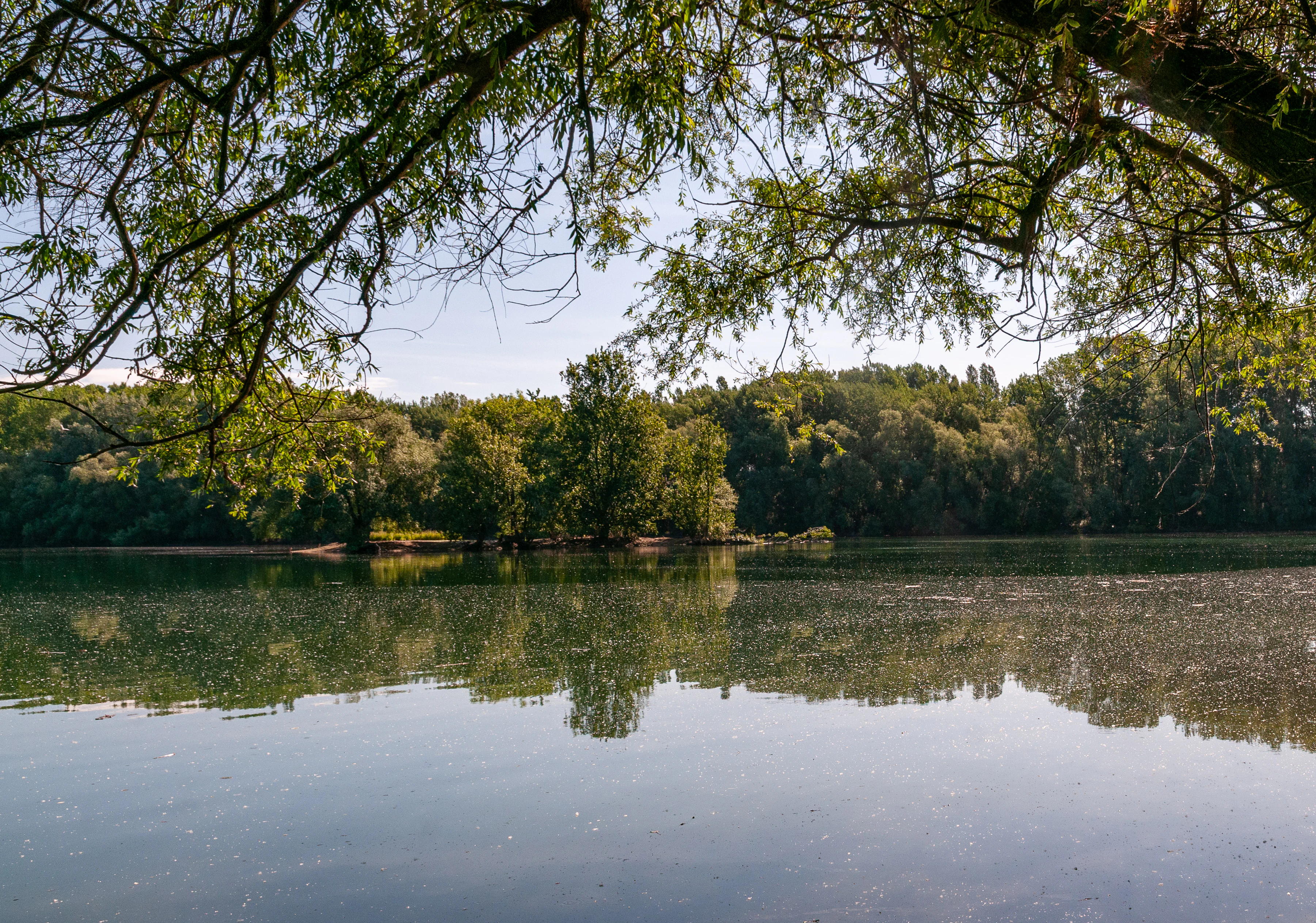 A peaceful, reflective lake surrounded by a dense forest under a clear sky, viewed from beneath overhanging tree branches.
