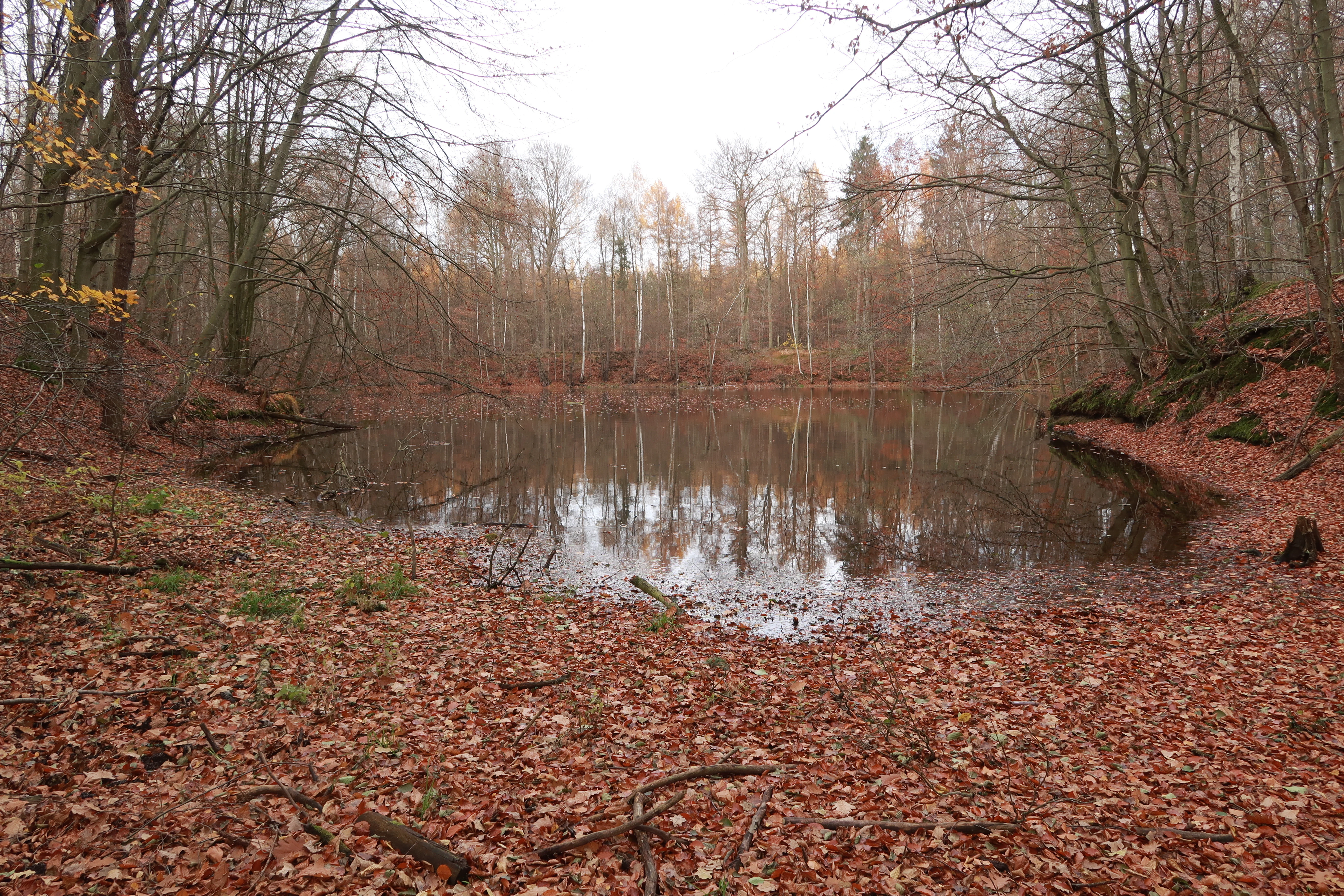 A calm, small pond surrounded by a dense deciduous forest, with the forest floor completely covered in fallen brown autumn leaves.