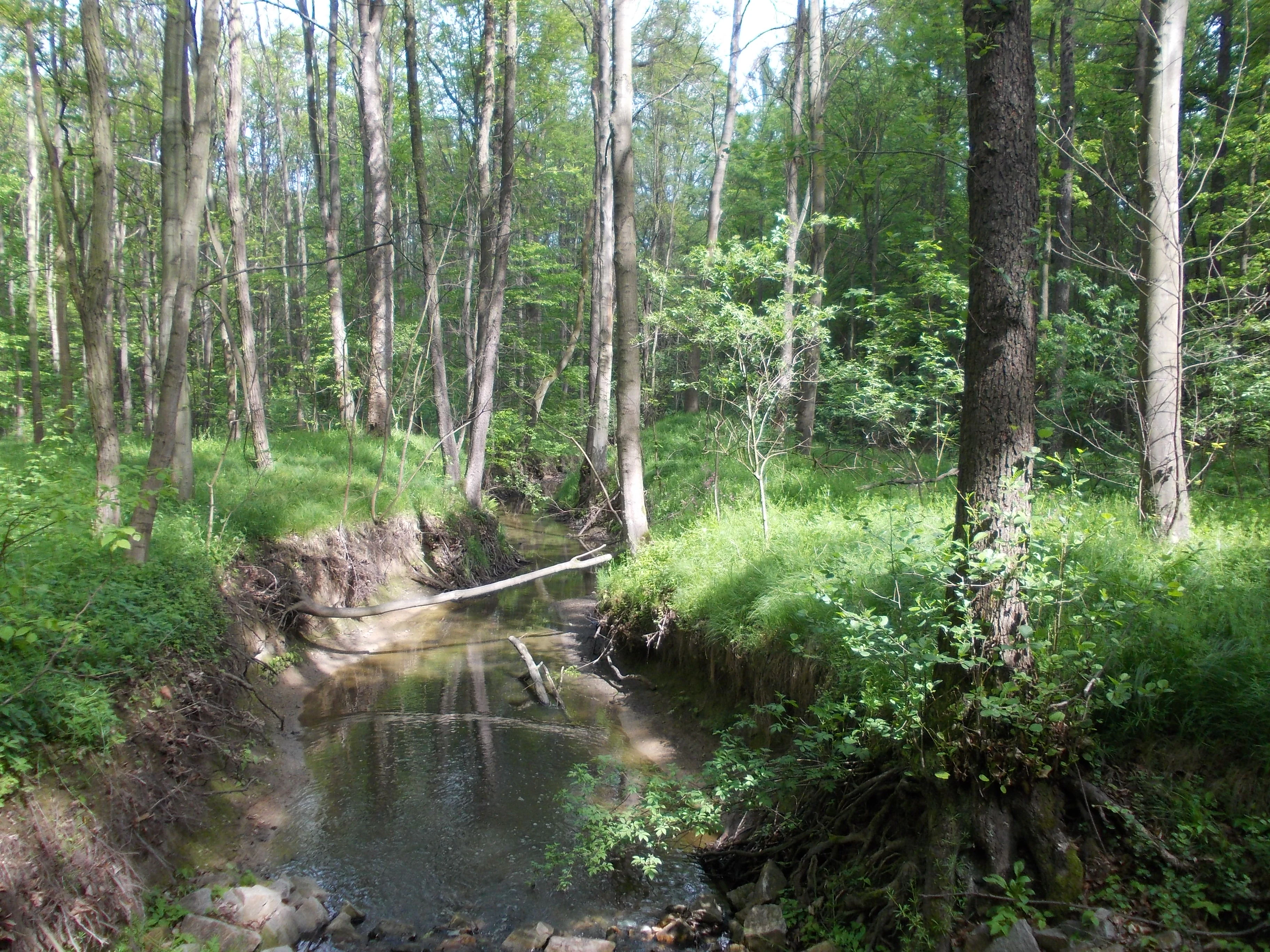 A small, calm stream flows through a lush, green deciduous forest with sunlit trees and exposed roots on the banks.
