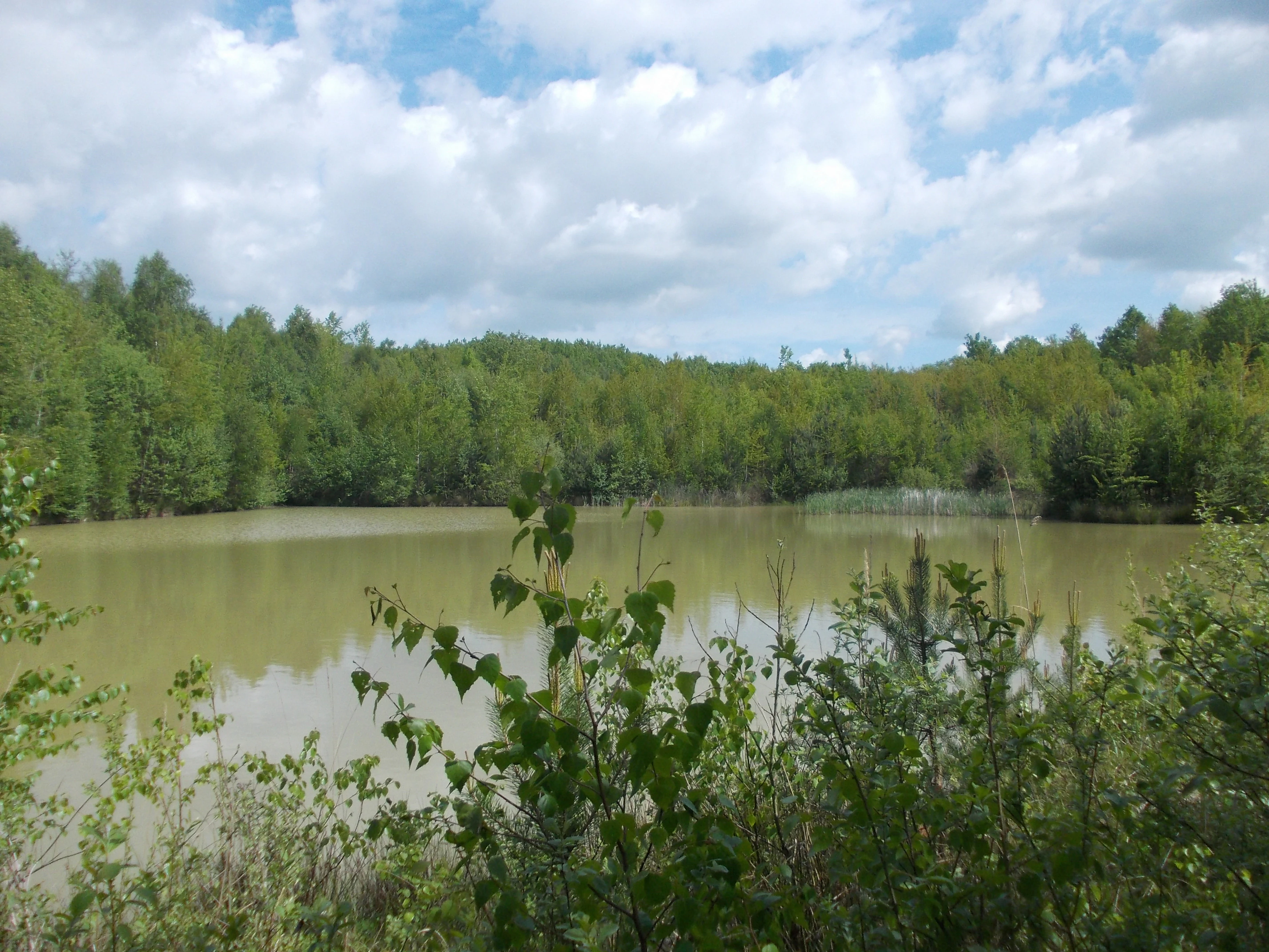 A medium-distance view of a calm, murky-colored pond surrounded by a dense, green deciduous forest under a sky with scattered white clouds.