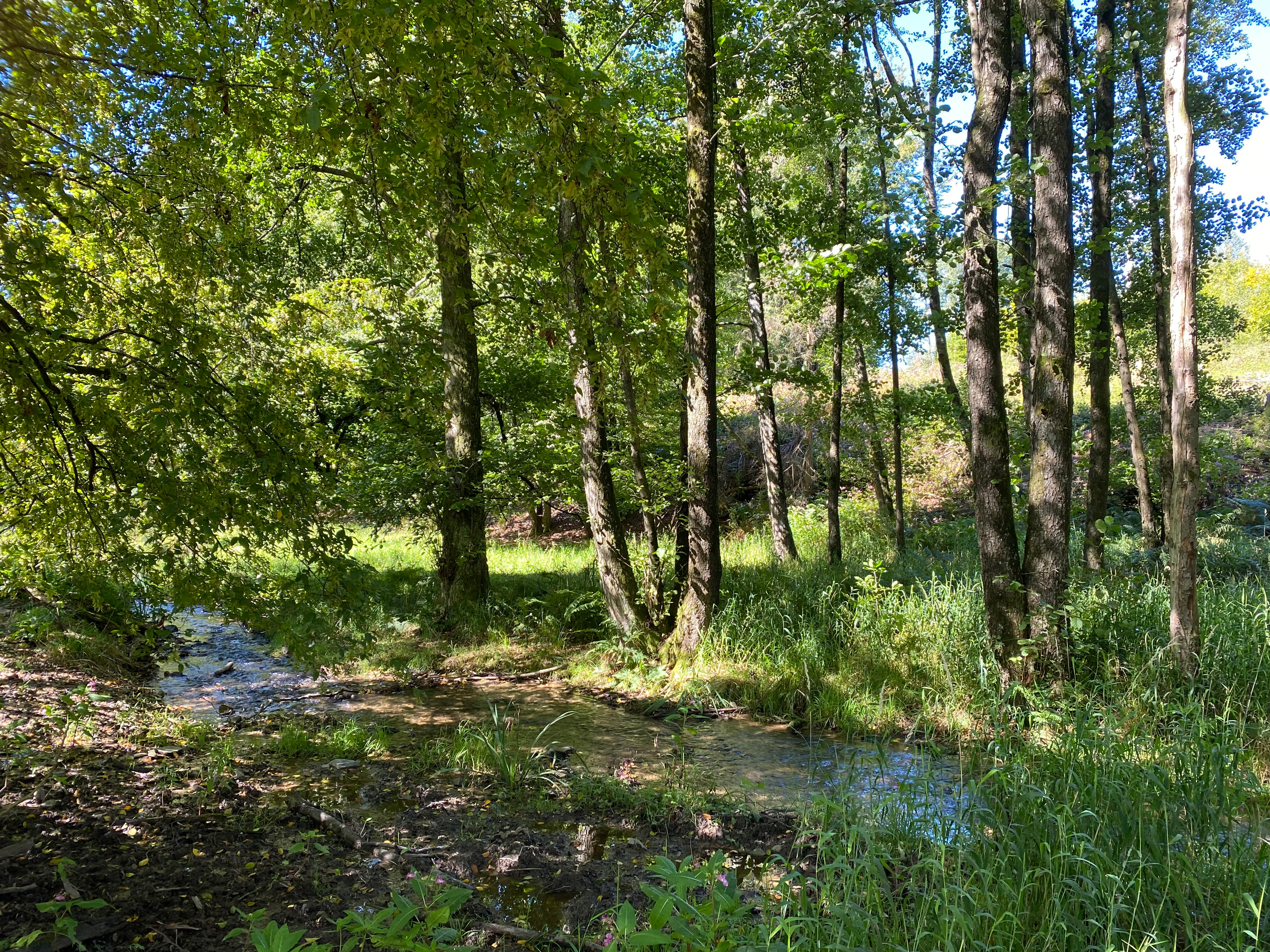A peaceful, sun-dappled stream flowing through a lush, green alluvial forest with deciduous trees and grassy banks.