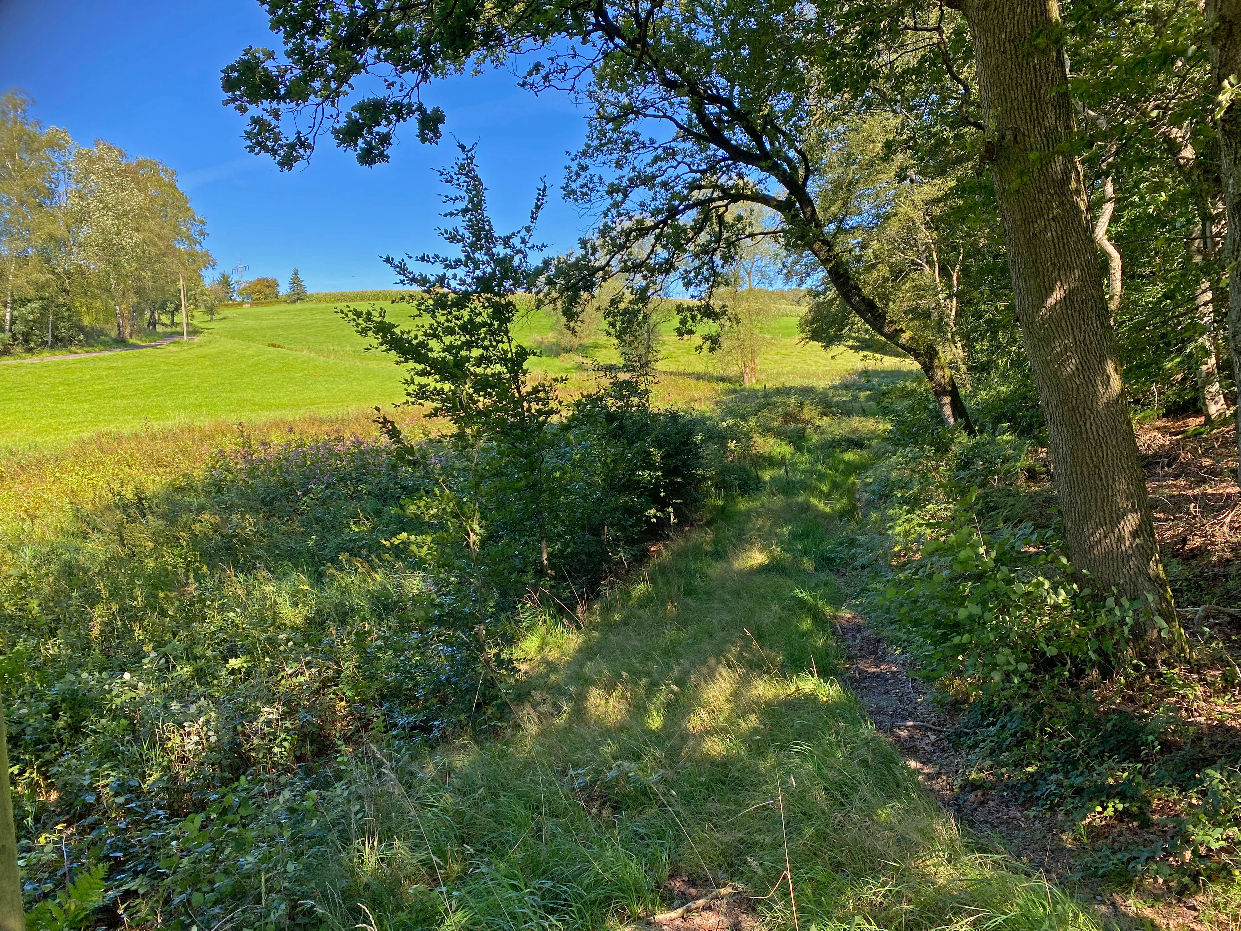 A sunny, green landscape featuring a small stream area overgrown with tall grass and wildflowers, bordered by a forest edge with mature trees, and rolling meadows in the background under a clear blue sky.