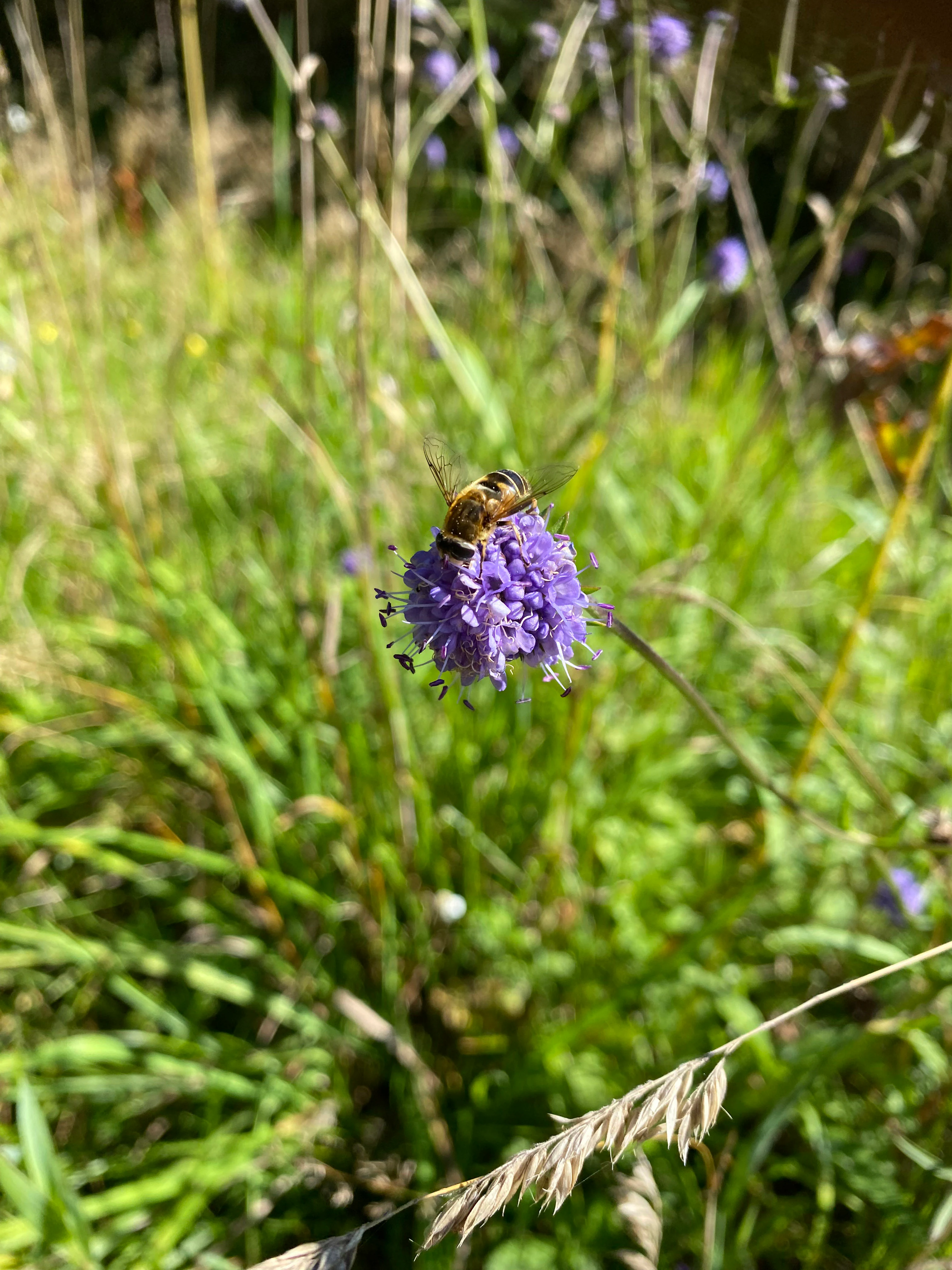 Close-up of a purple devils-bit scabious flower with a small bee on top, set against a blurry green meadow background.
