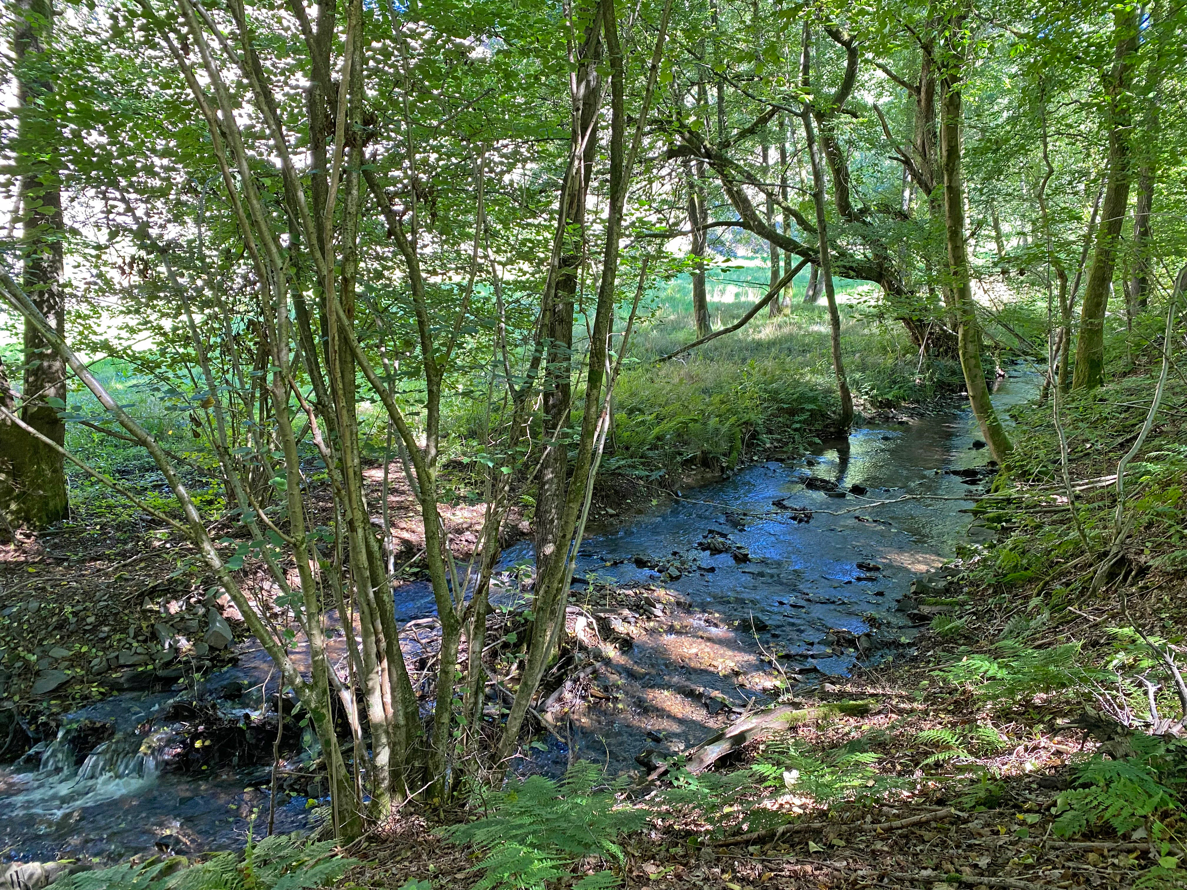 A small stream flowing over stones through a dense, leafy forest with a green meadow visible in the background.