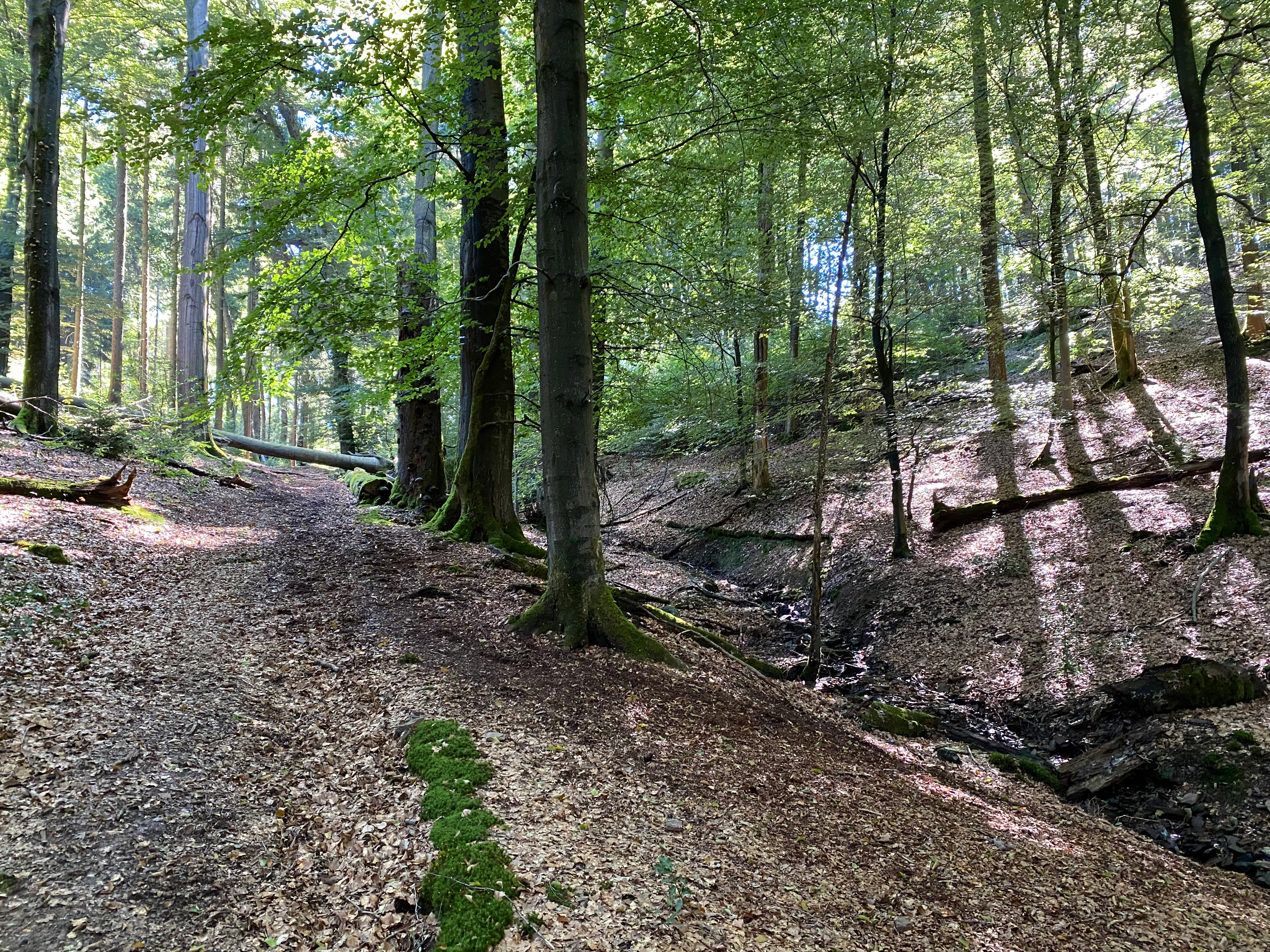 A narrow dirt trail runs alongside a small, shaded stream in a dense, deciduous forest, with sunlight filtering through the tree canopy.