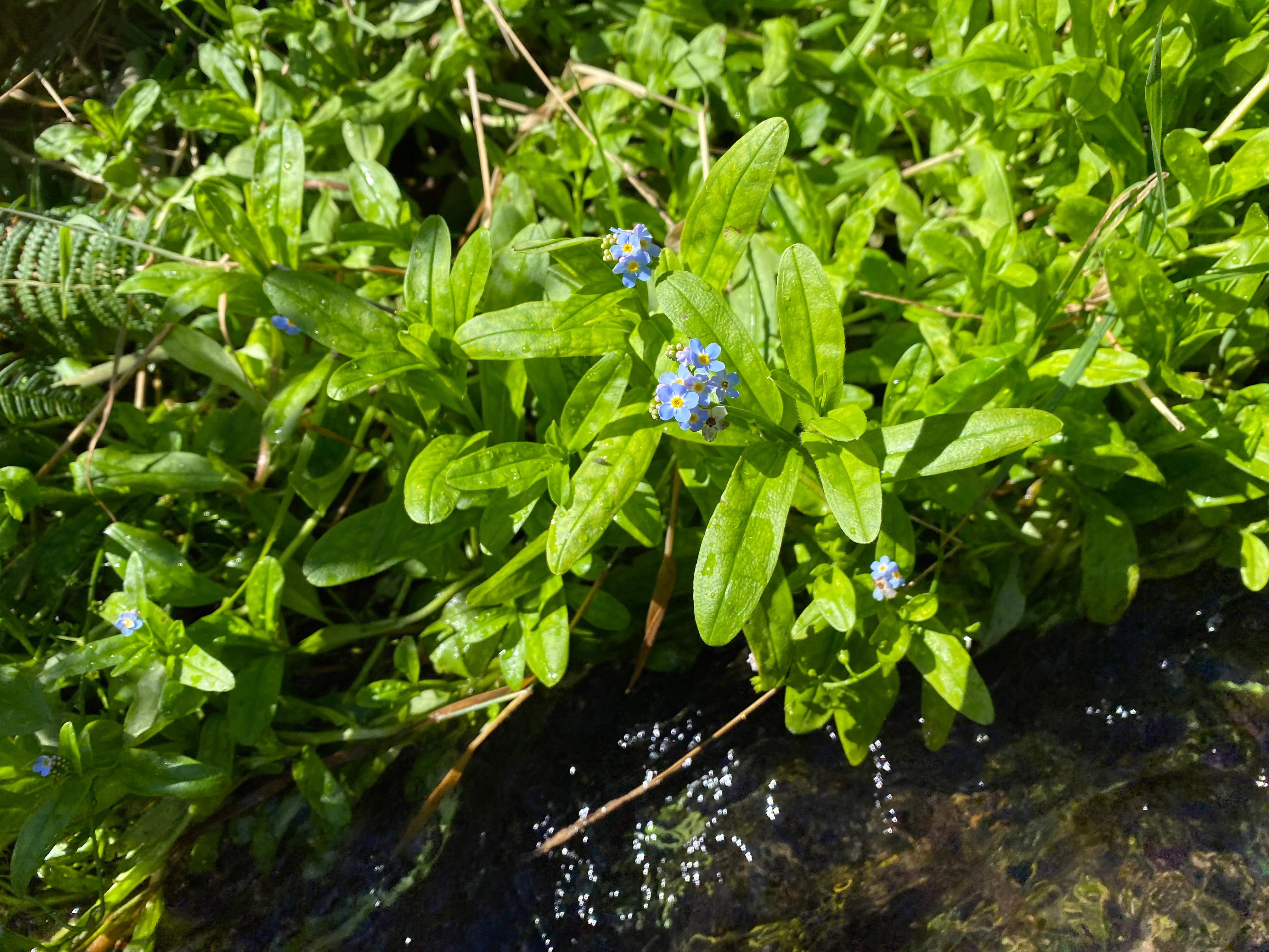 A close up view of small, light blue flowers known as marsh forget-me-nots, growing in dense green vegetation along the edge of a flowing stream.