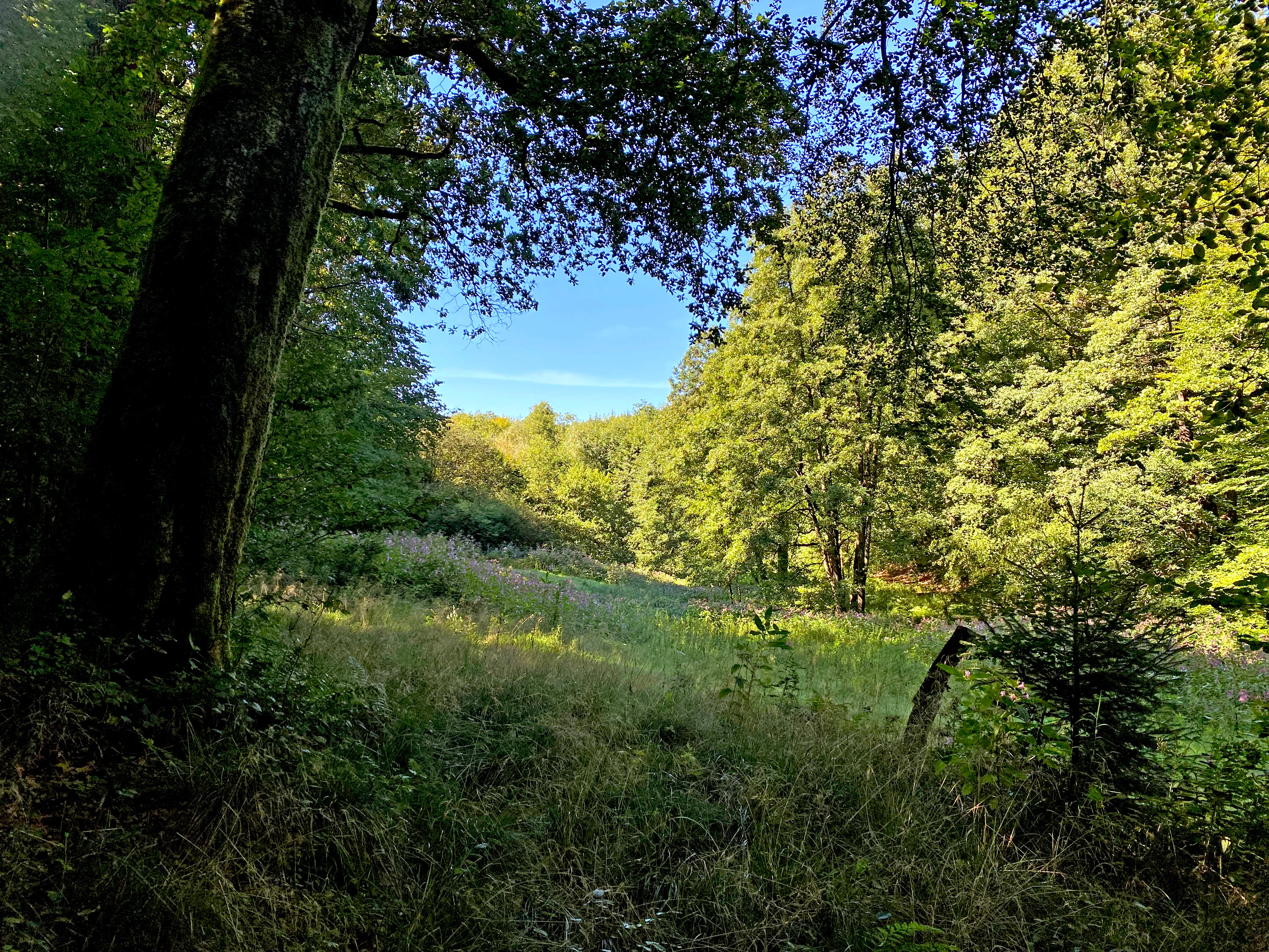 A green meadow surrounded by dense deciduous forest under a clear blue sky, showing a mix of grassy textures and tall trees.