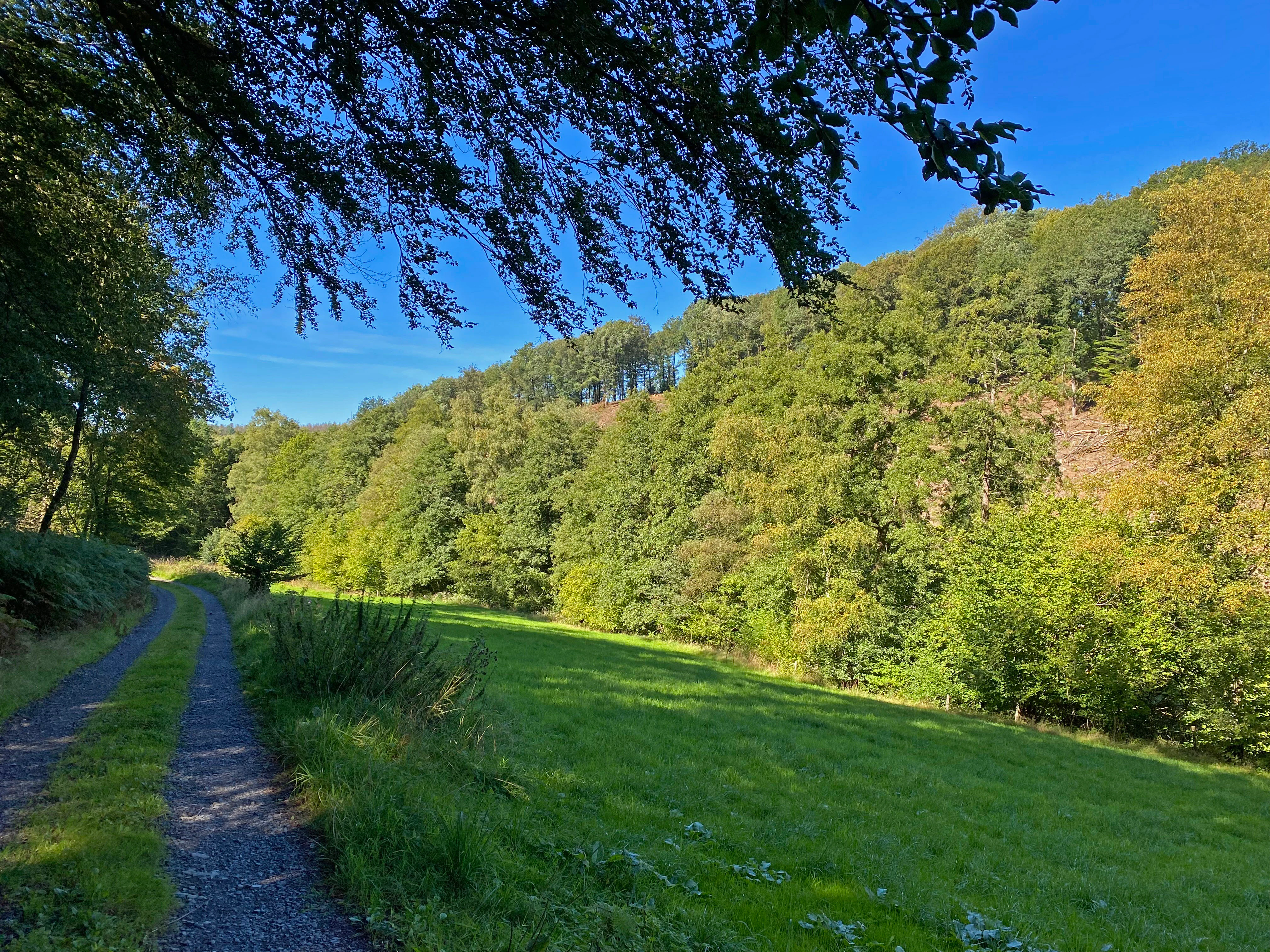 A gravel path runs along the edge of a green meadow, with a dense forested hillside rising in the background under a clear blue sky.
