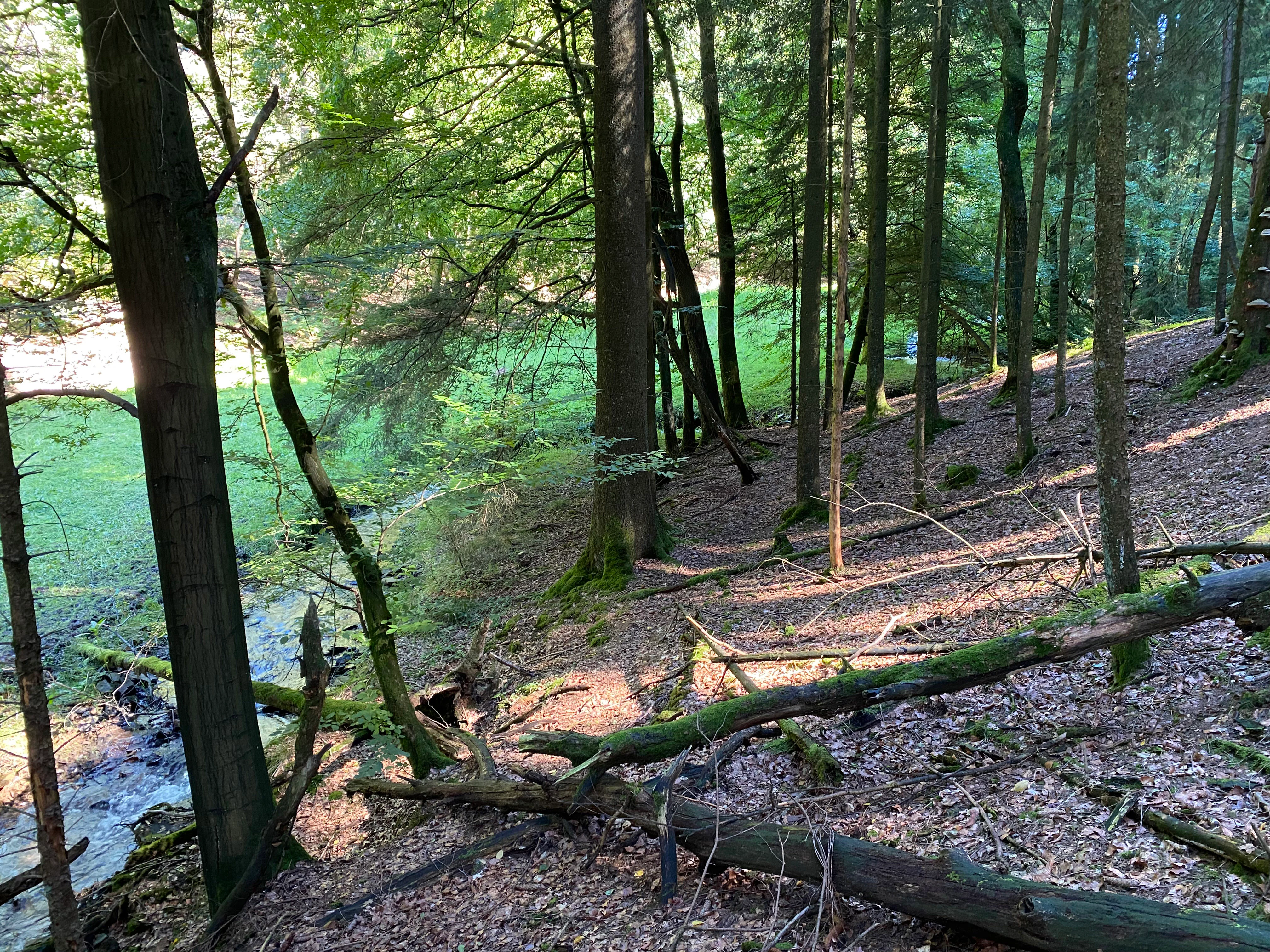 A downward view into a forested valley with a small stream flowing through the middle, flanked by trees and a moss-covered fallen log in the foreground.