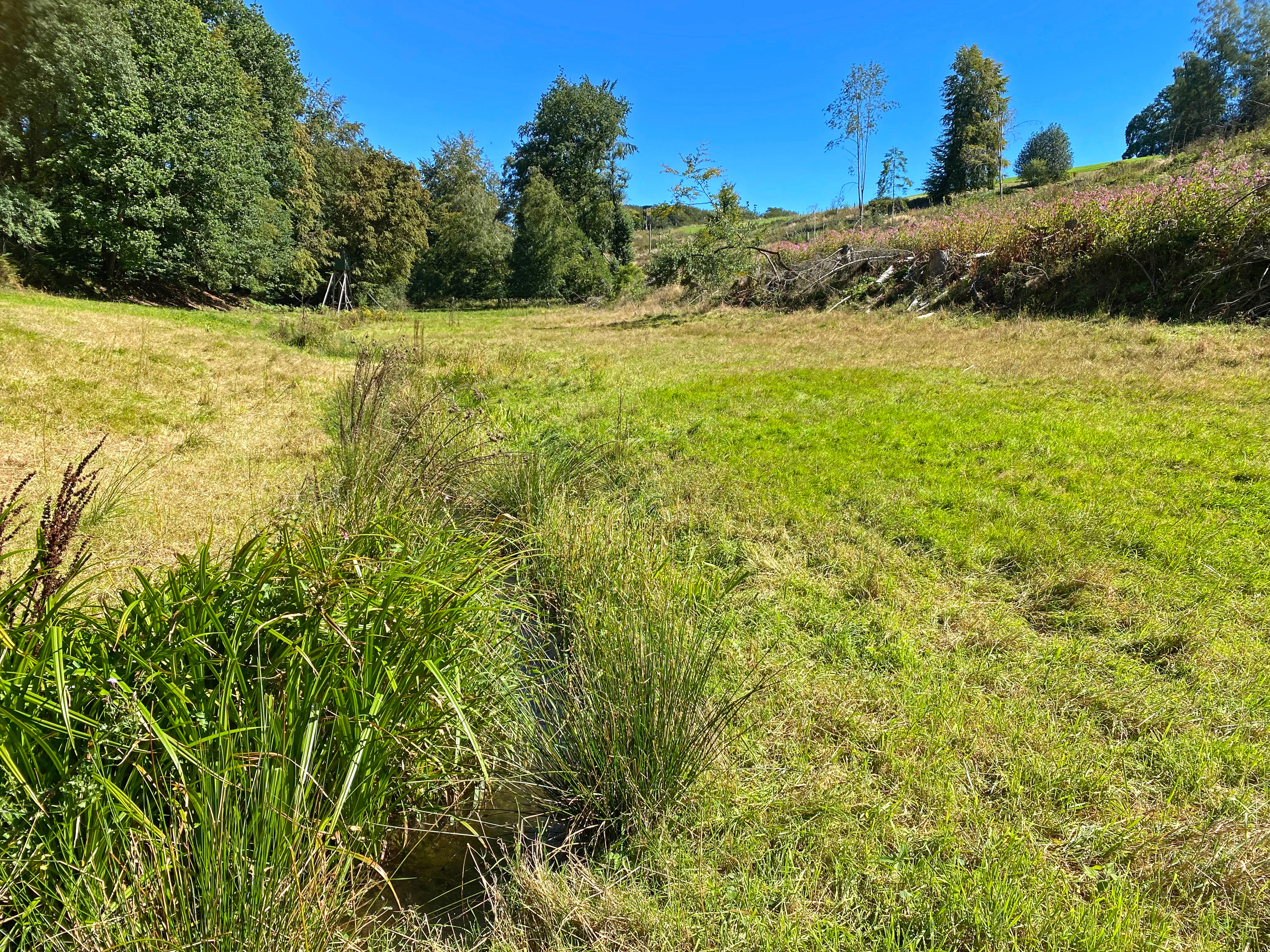 A sunny, grassy meadow valley bordered by trees and forested slopes under a clear blue sky.