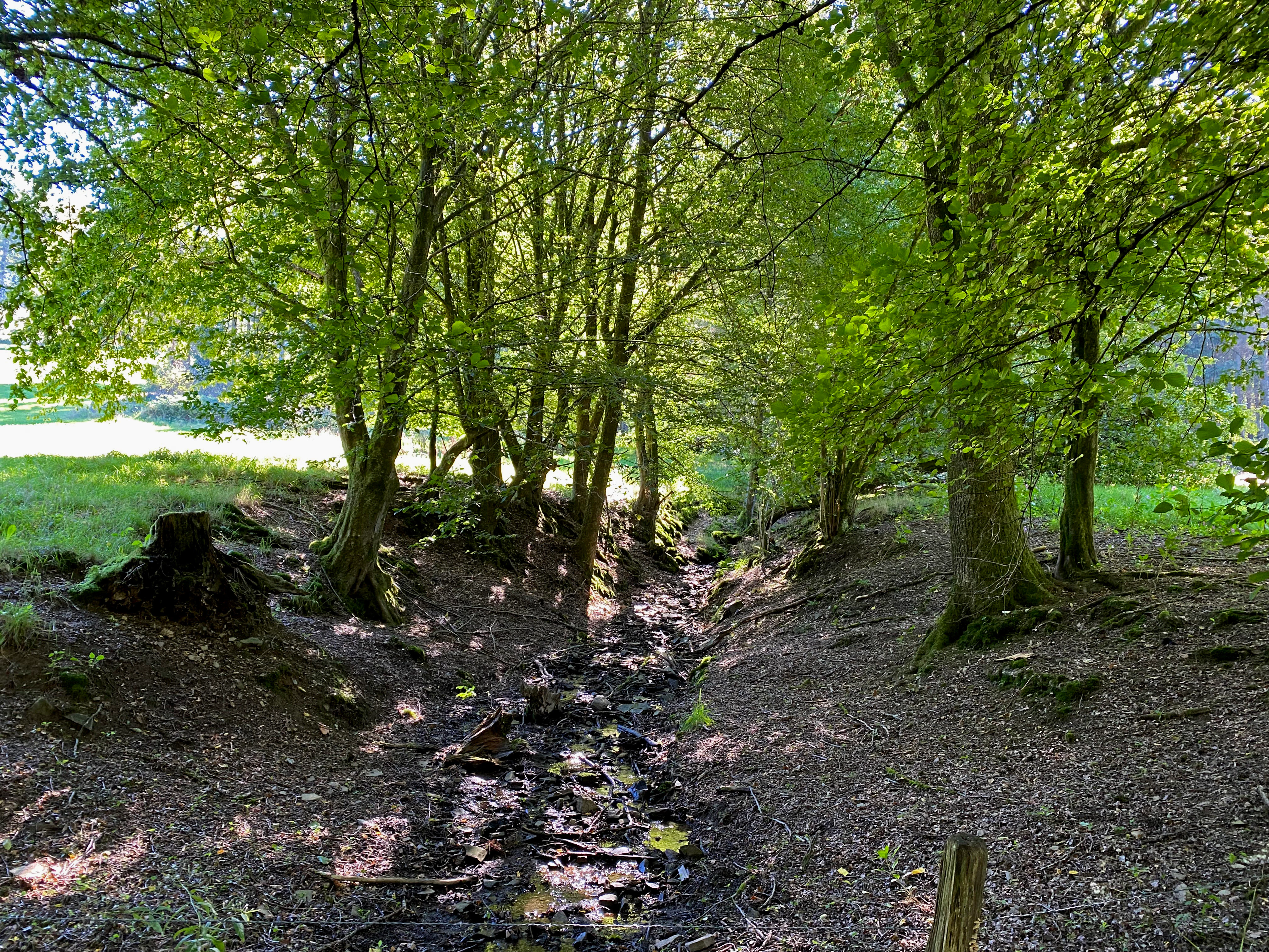 A small stream flowing over stones through a leafy green forest floor with trees on both sides.