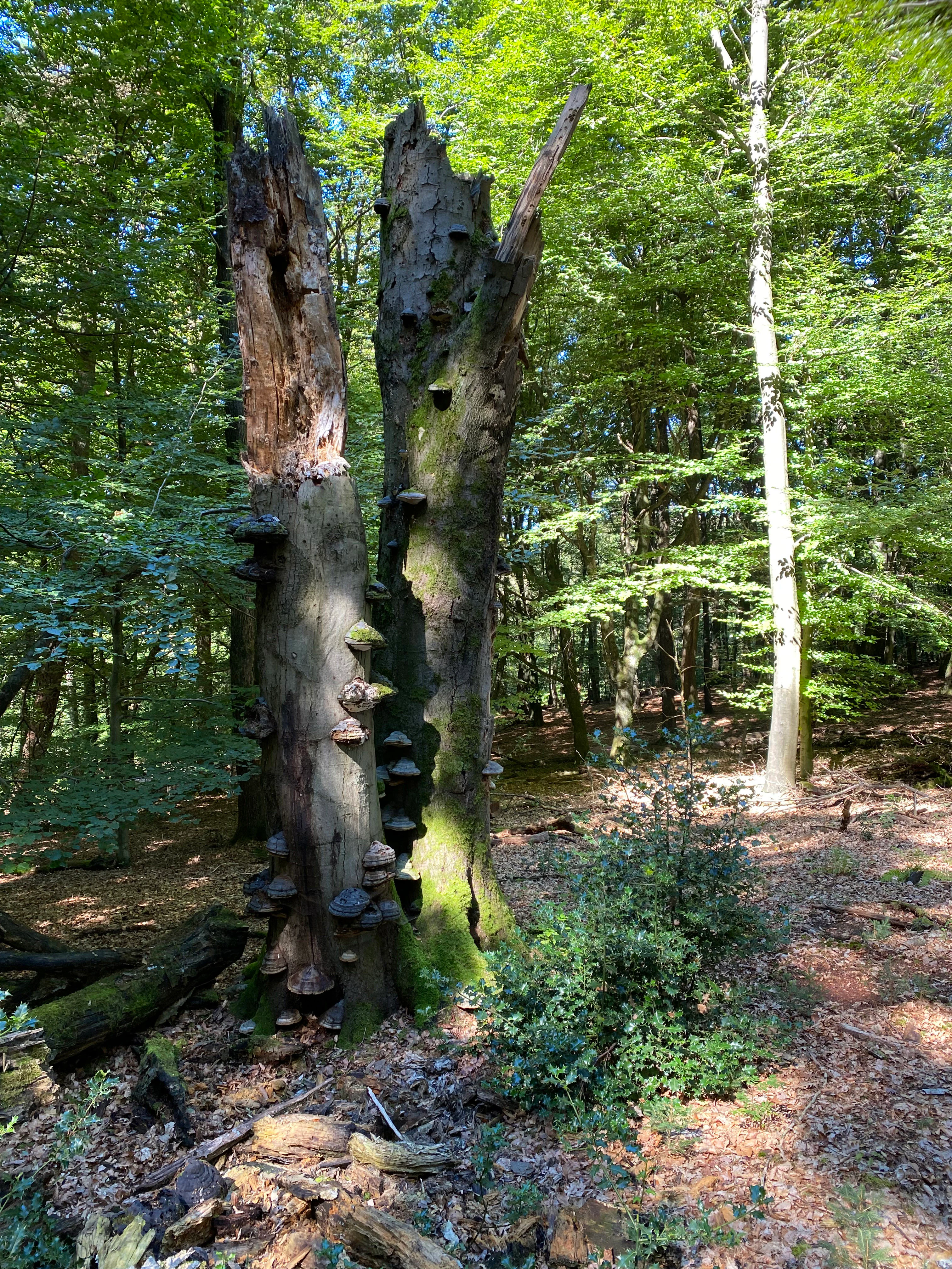 A large, weathered dead tree trunk stands in a lush green forest, covered in numerous shelf-like fungi, with healthy trees in the background.