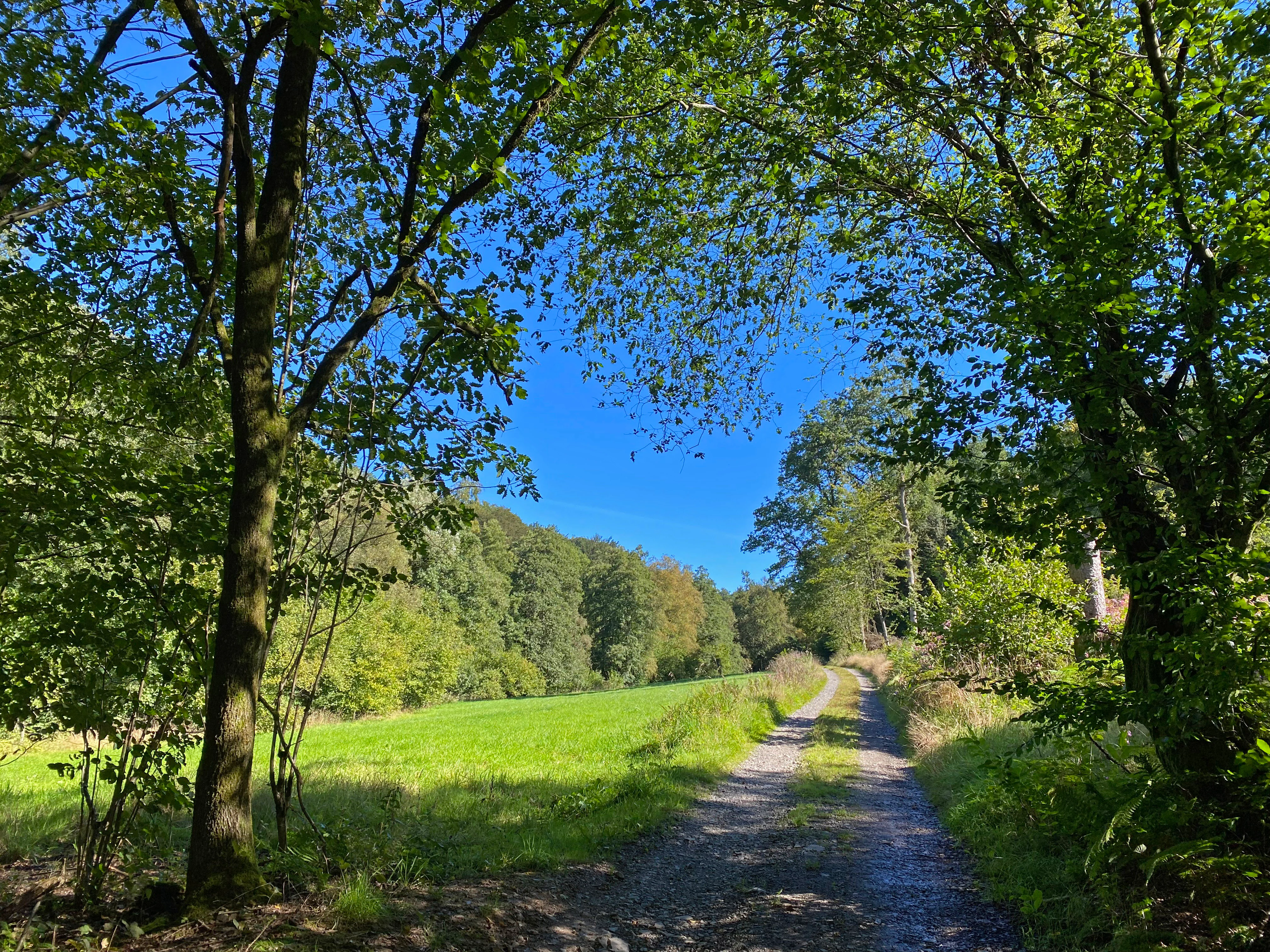 A gravel trail curves through a lush green meadow bordered by deciduous trees under a clear blue sky.