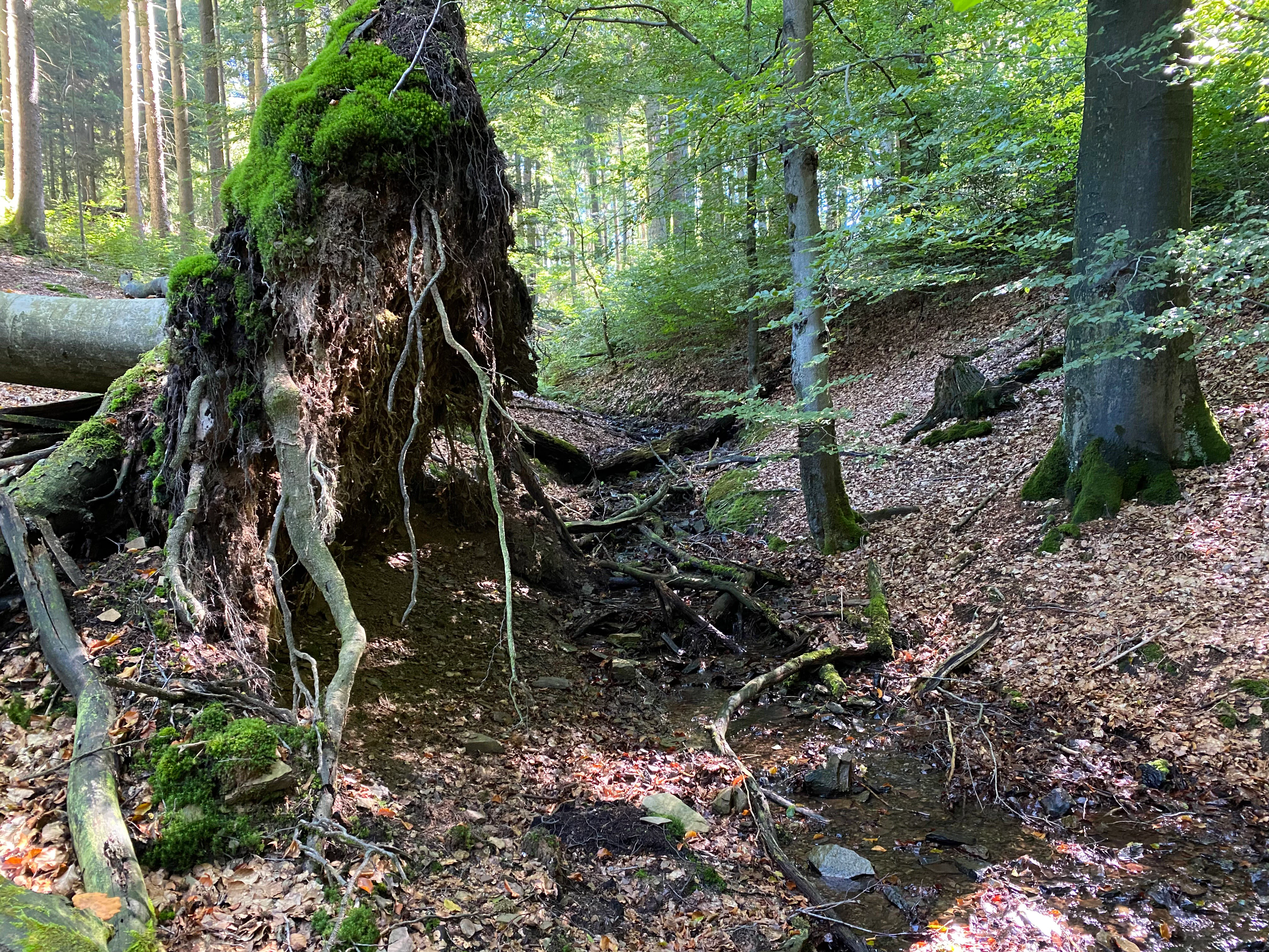 A view of the Leiversiepen stream valley featuring a large overturned tree root ball covered in vibrant green moss, with dense deciduous forest in the background.