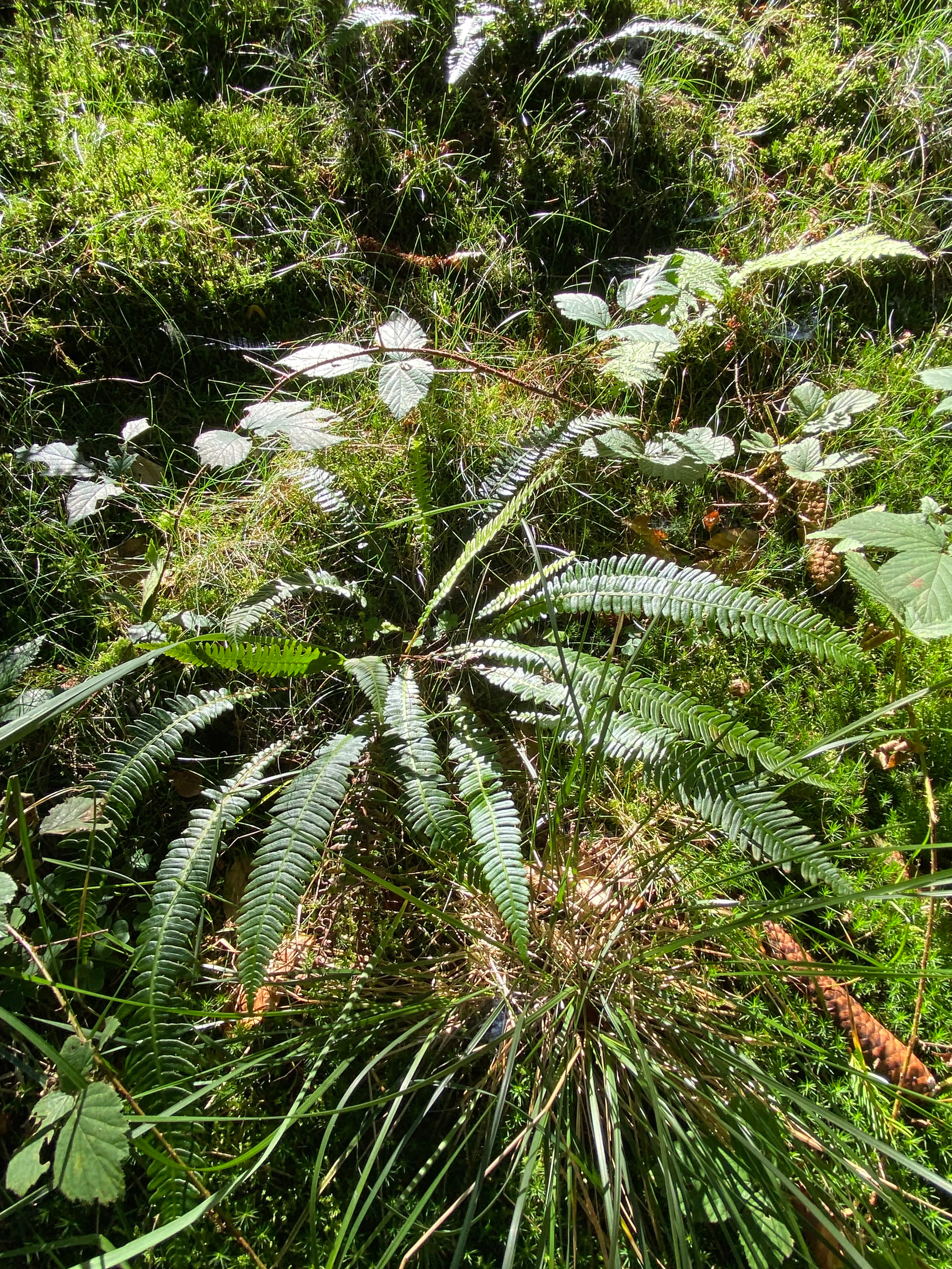 A close-up view of a hard fern with dark green, narrow fronds growing among moss and grasses on a forest floor.