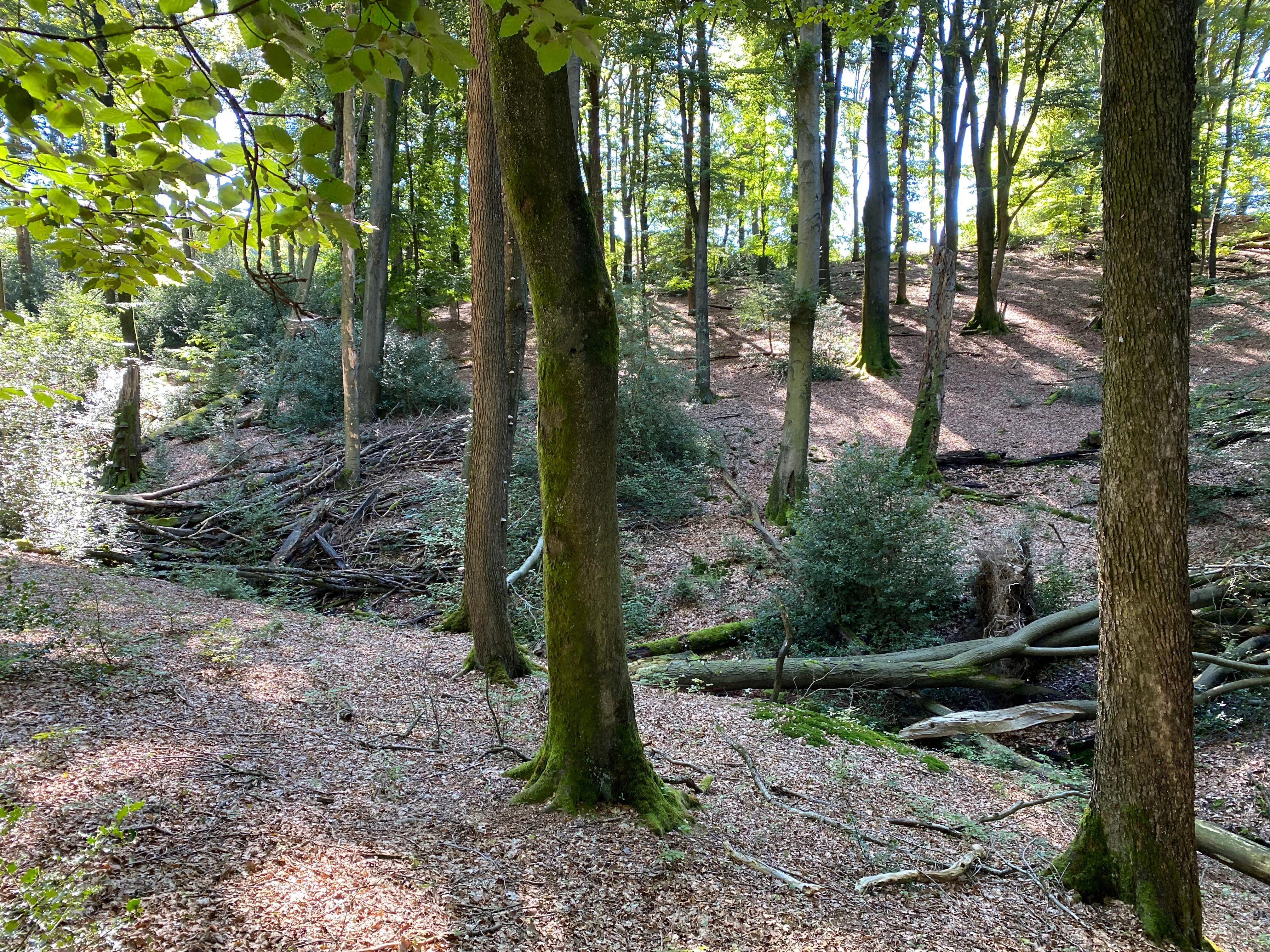 A forest scene showing a small stream valley with tall deciduous trees, mossy tree trunks, and fallen branches on the forest floor covered with autumn leaves.